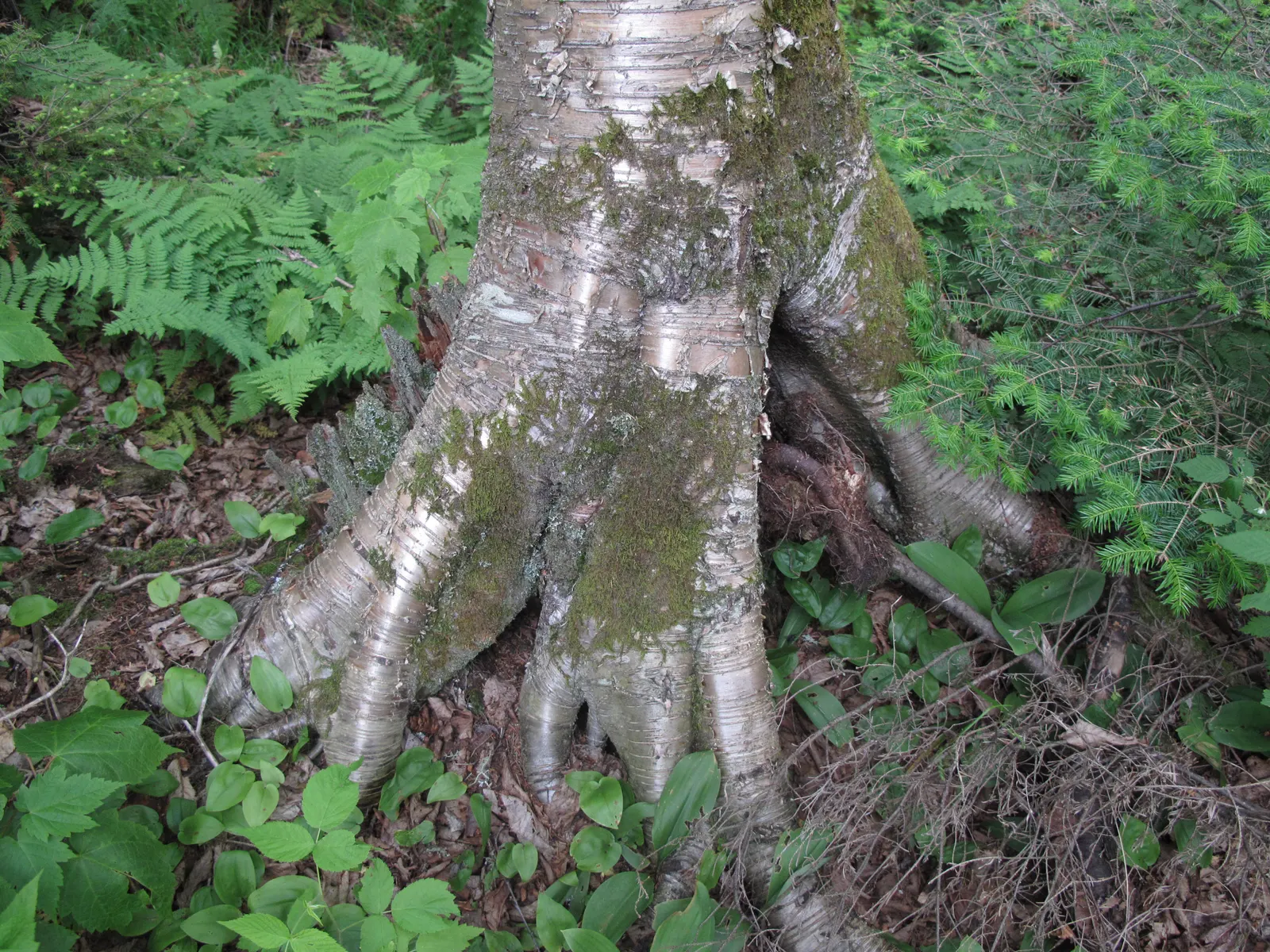 Yellow Birch (Betula Alleghaniensis) — it is relatively slow-growing but long-lived; is a stately deciduous tree known for its shimmery gold-brown bark and