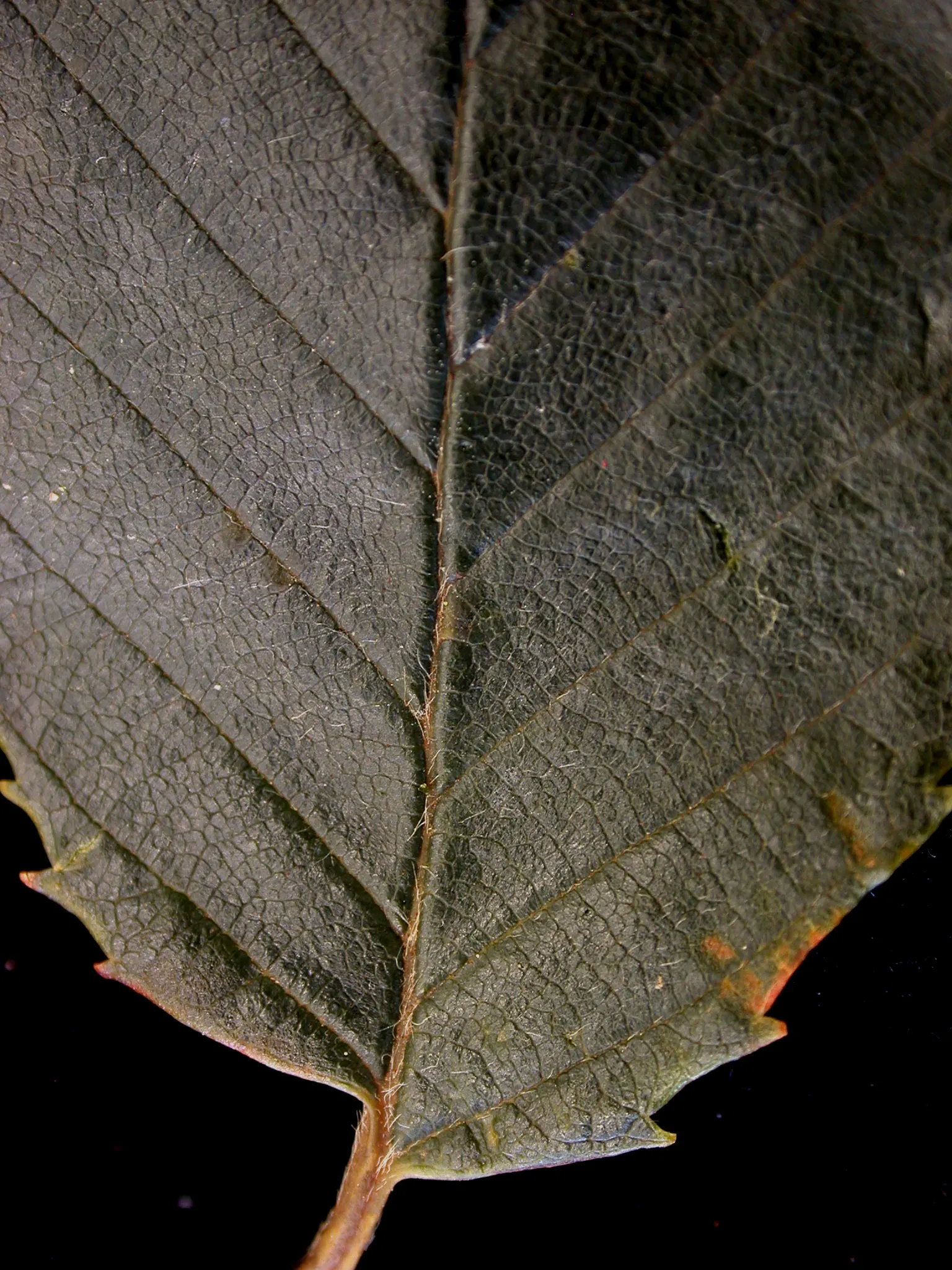 Yellow Birch (Betula Alleghaniensis) — with a canopy spread of about 40 to 50 feet