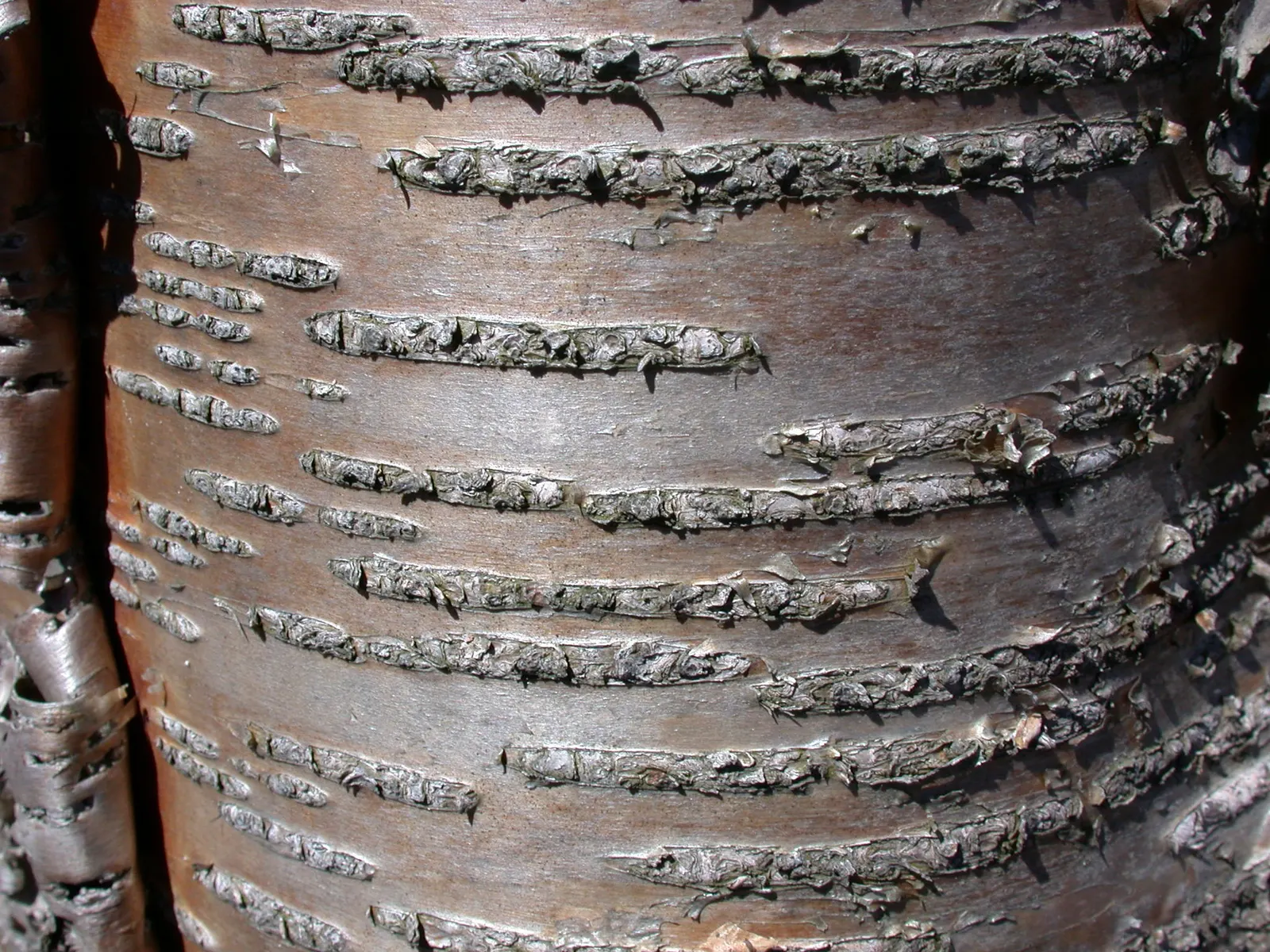 Yellow Birch (Betula Alleghaniensis) — serrated margin and a dark green hue that transitions to a brilliant golden-yellow come fall