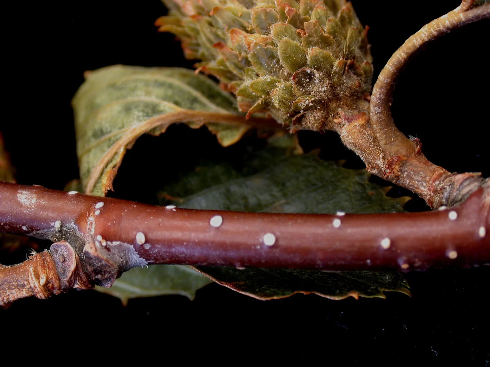 Yellow Birch (Betula Alleghaniensis) — Known for its distinctive