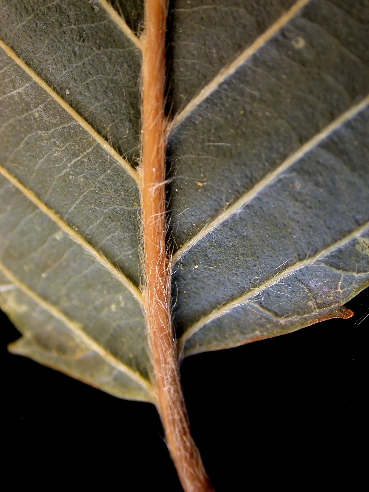 Yellow Birch (Betula Alleghaniensis) — especially when backlit by the sun; this tree earns its common name