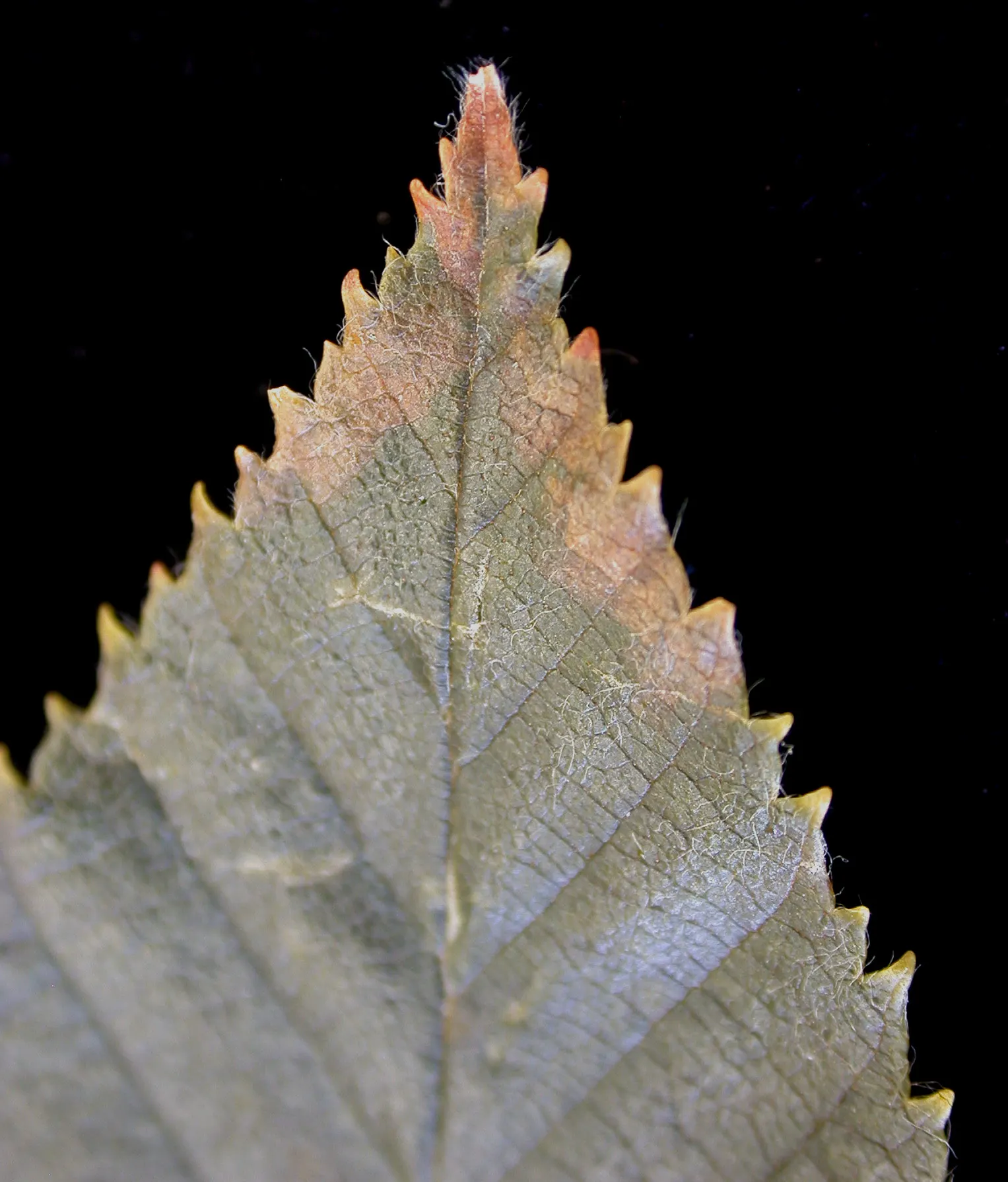 Yellow Birch (Betula Alleghaniensis) — especially when backlit by the sun; this tree earns its common name, image 59