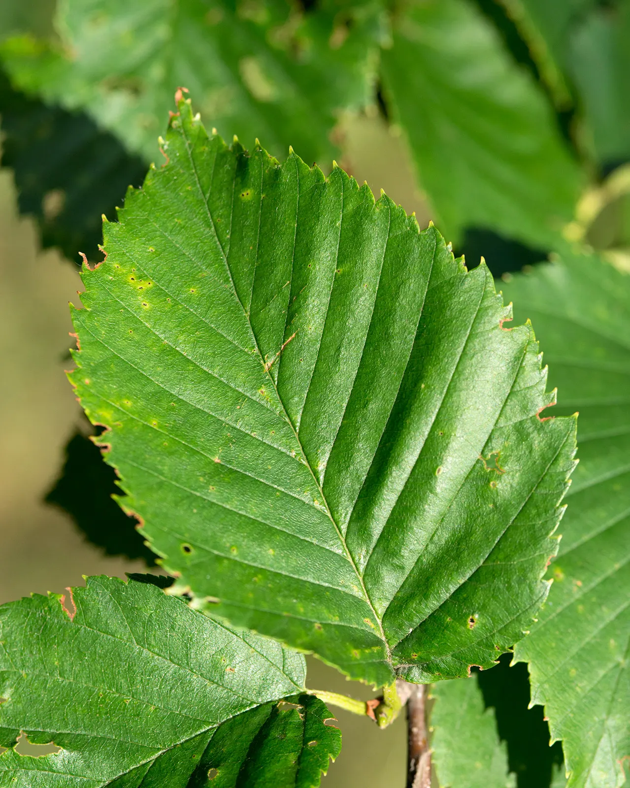 Yellow Birch (Betula Alleghaniensis) — The tree thrives in hardiness zones 3 through 7; especially when backlit by the sun