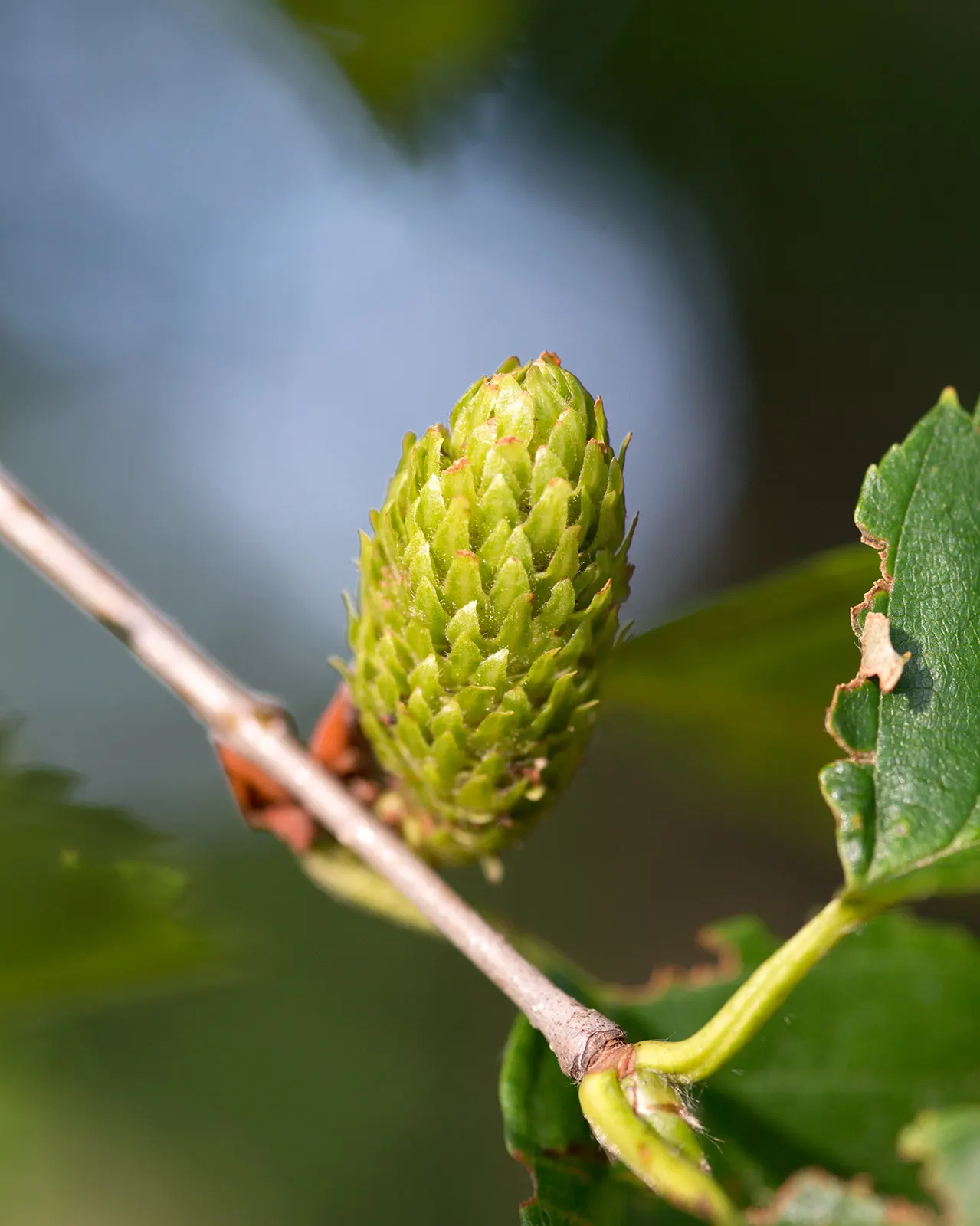 Yellow Birch (Betula Alleghaniensis) — this tree earns its common name; preferring slightly acidic