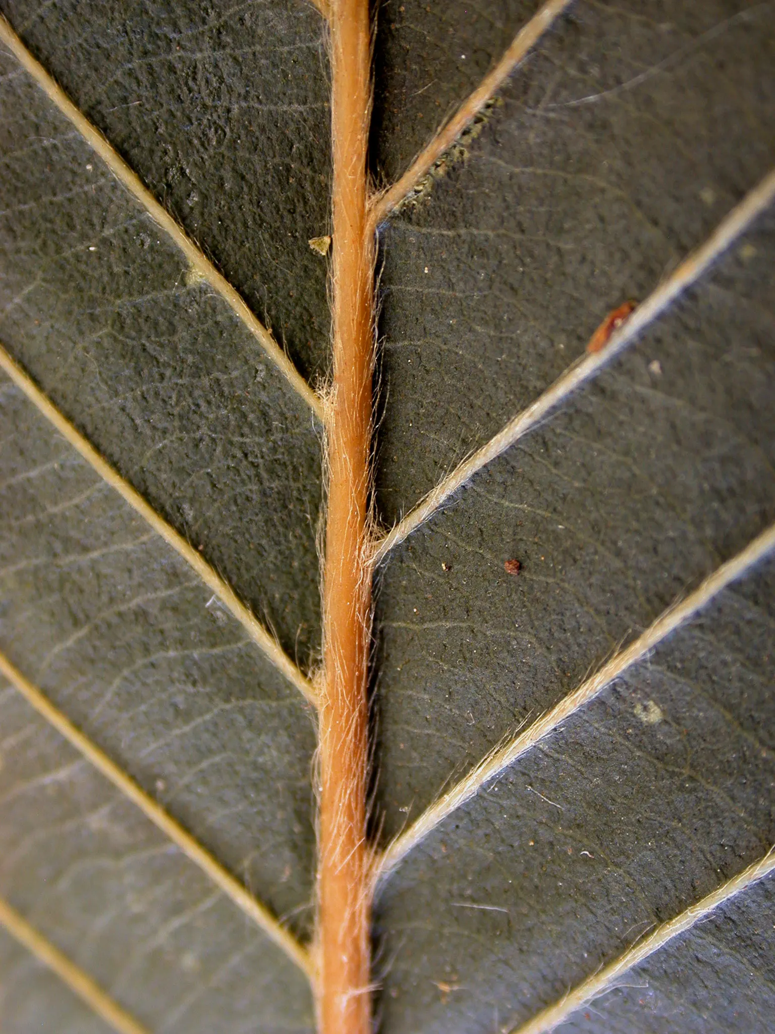 Yellow Birch (Betula Alleghaniensis) — scientifically named Betula alleghaniensis
