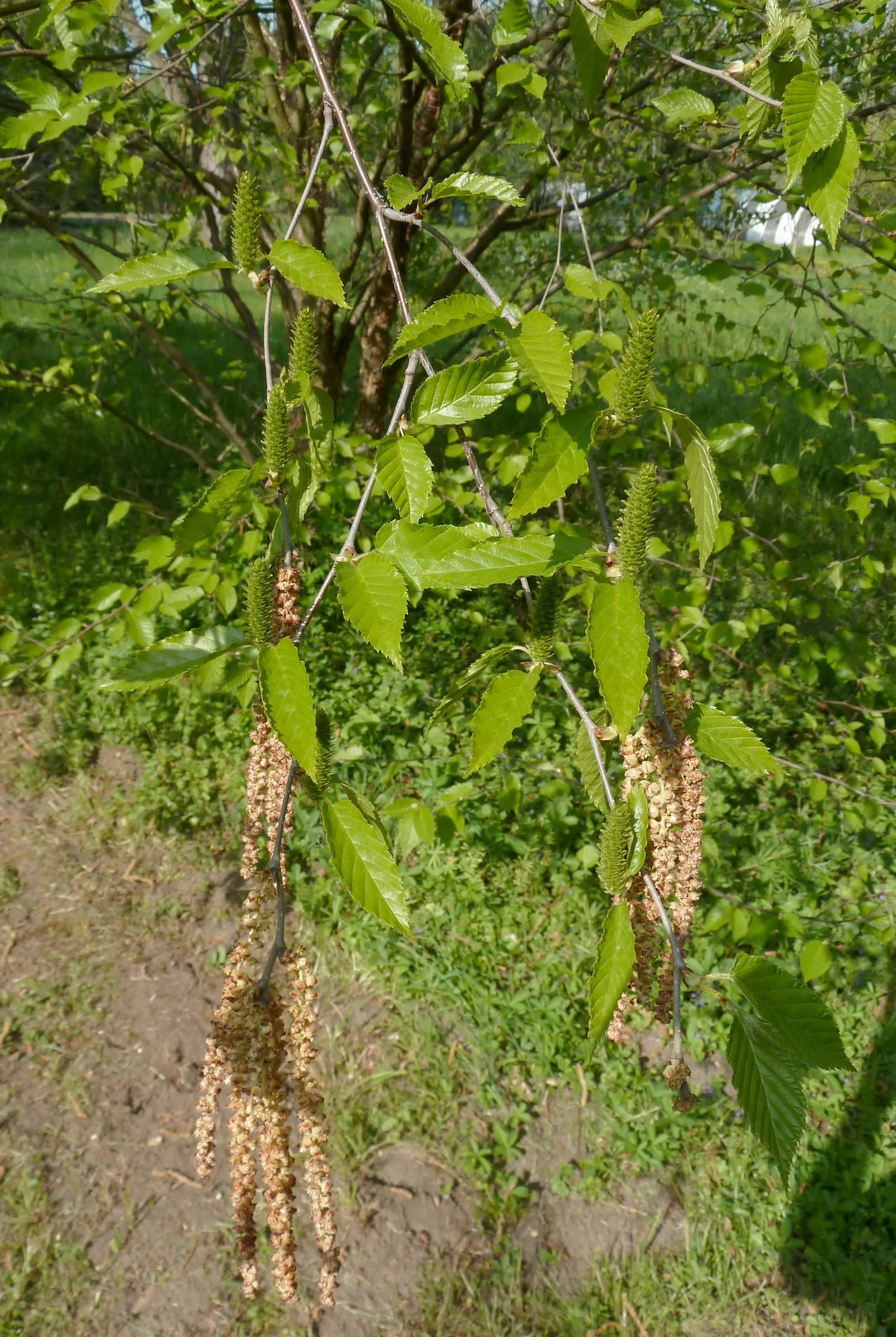 Yellow Birch (Betula Alleghaniensis) — is a stately deciduous tree known for its shimmery gold-brown bark and yellow autumn foliage; its grace and, image 51