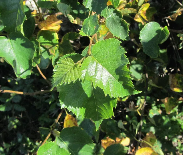 Yellow Birch (Betula Alleghaniensis) — revealing a silver-gray inner layer that provides year-round visual interest.<br><br>Standing tall, image 62