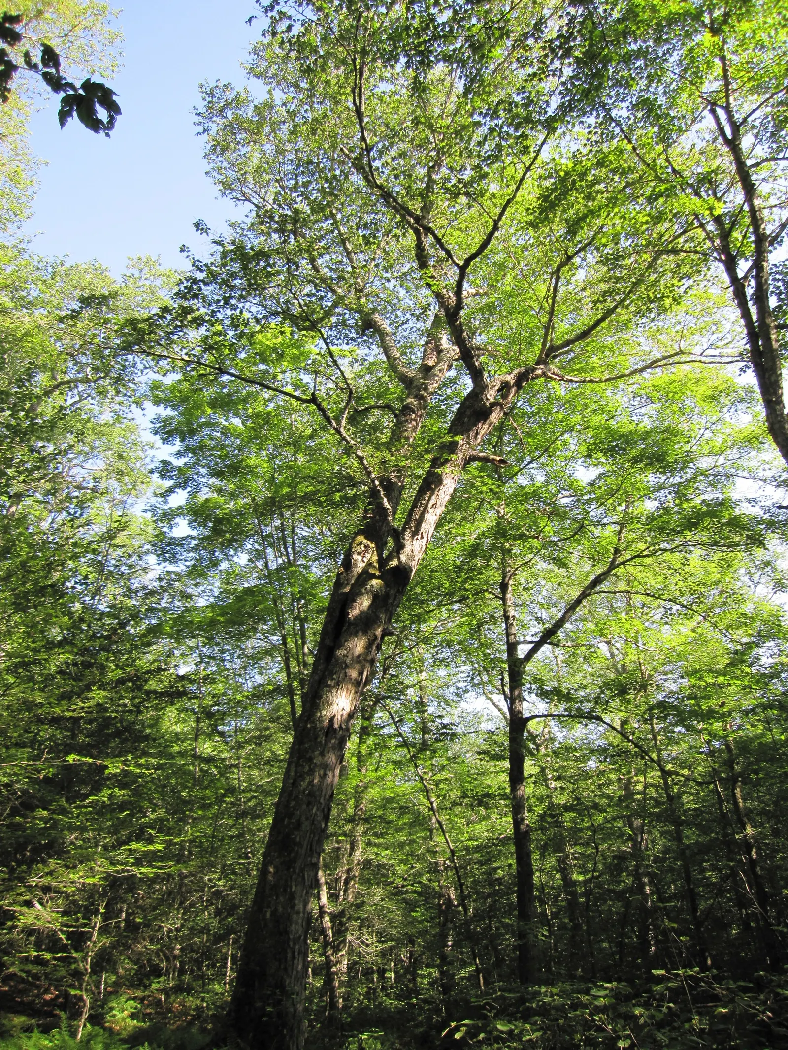 Yellow Birch (Betula Alleghaniensis) — Its grace and size are suited for larger landscapes, offering year-round interest and wildlife support