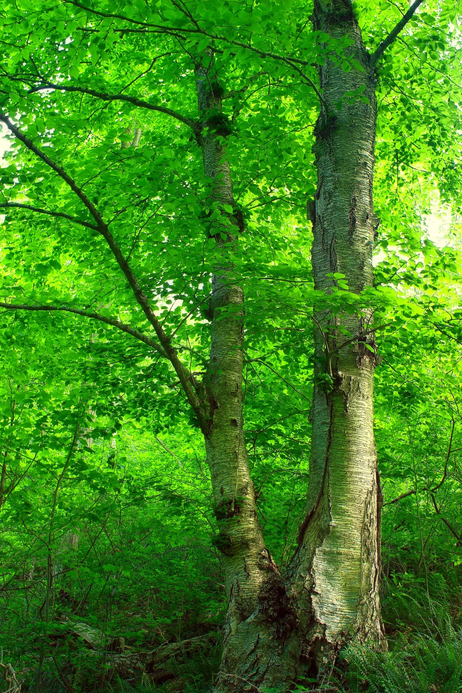 Yellow Birch (Betula Alleghaniensis) — this tree earns its common name