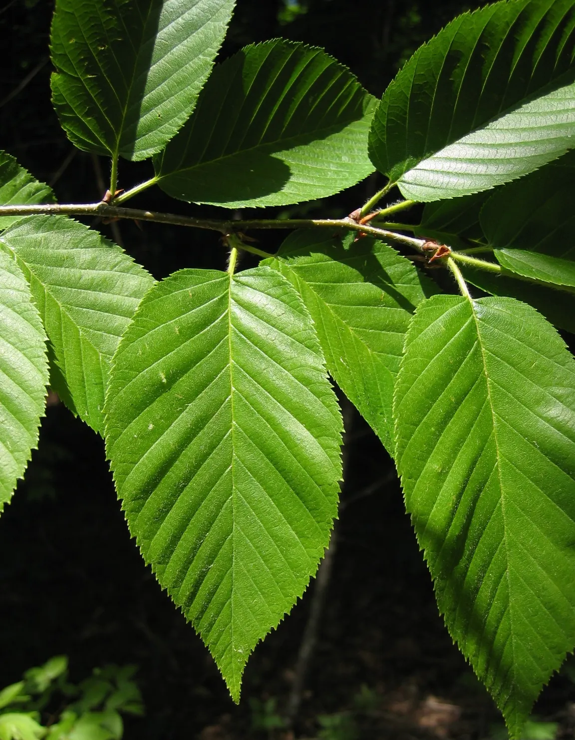 Yellow Birch (Betula Alleghaniensis) — shaggy golden-bronze bark that exudes a captivating luster; prefers moist, slightly acidic soils in full sun to partial