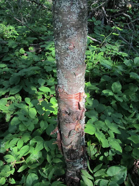 Yellow Birch (Betula Alleghaniensis) — Prefers moist, slightly acidic soils in full sun to partial shade; although it displays commendable, image 53