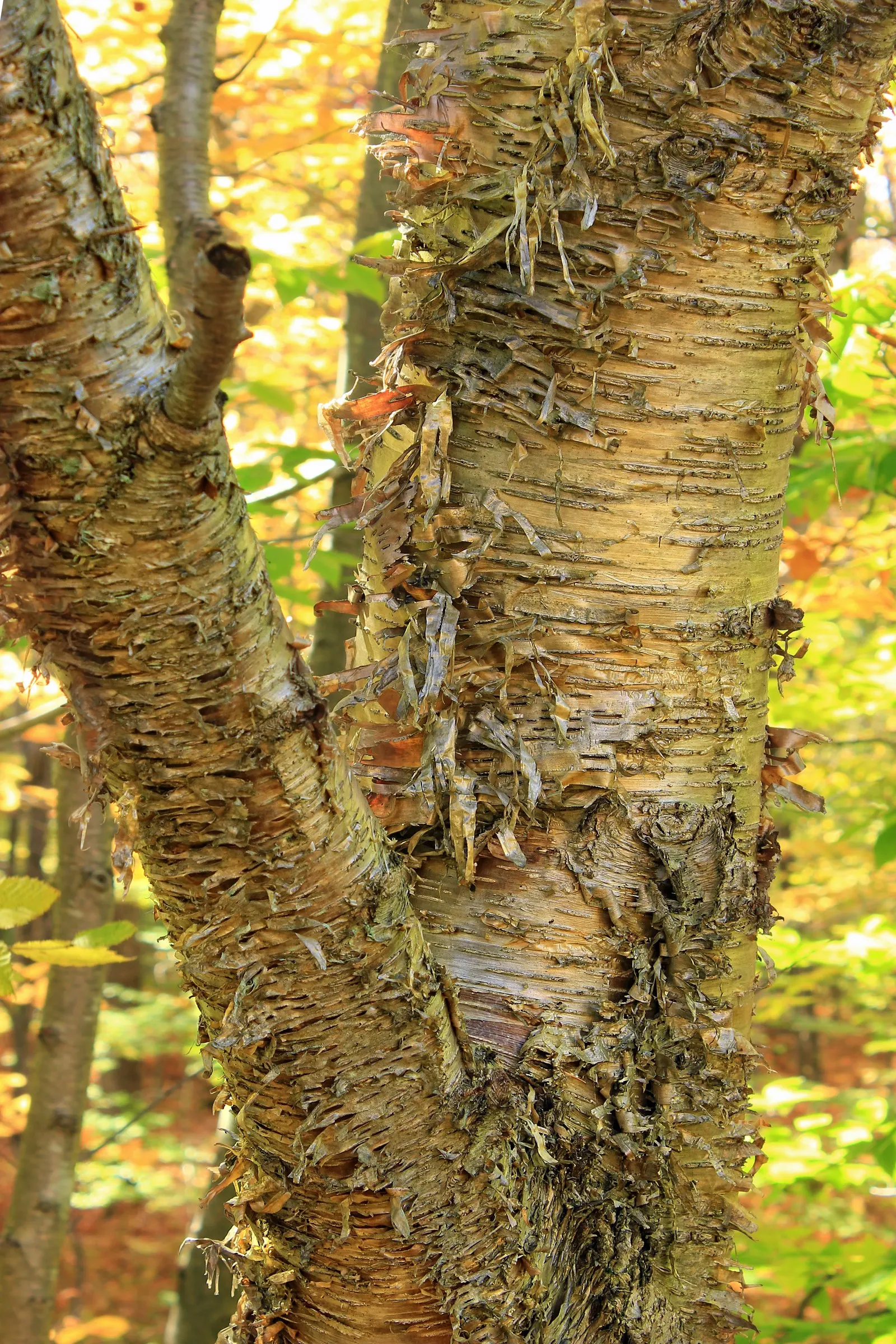 Yellow Birch (Betula Alleghaniensis) — The bark peels off in fine horizontal strips; tree with gold blooms, image 61