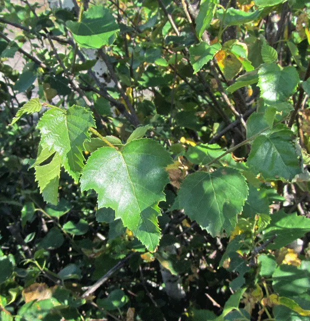 Yellow Birch (Betula Alleghaniensis) — revealing a silver-gray inner layer that provides year-round visual interest.<br><br>Standing tall