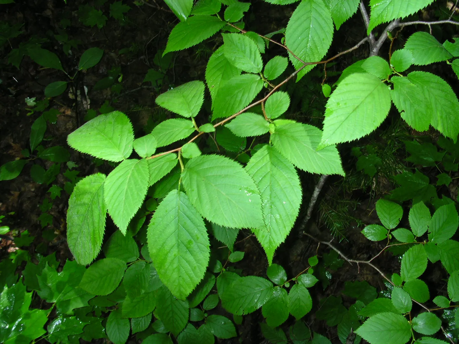 Yellow Birch (Betula Alleghaniensis) — offering a seasonal display that underscores its landscape value; revealing a silver-gray inner layer that provides