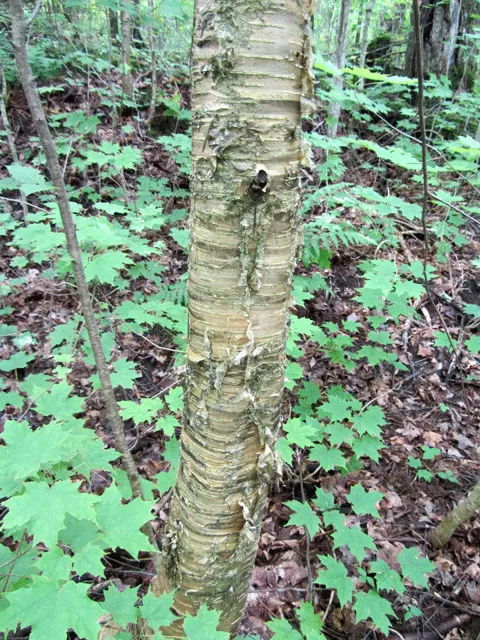 Yellow Birch (Betula Alleghaniensis) — especially when backlit by the sun