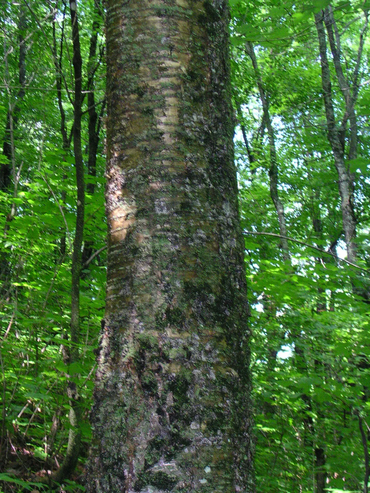 Yellow Birch (Betula Alleghaniensis) — tree for full or half; it is relatively slow-growing but long-lived