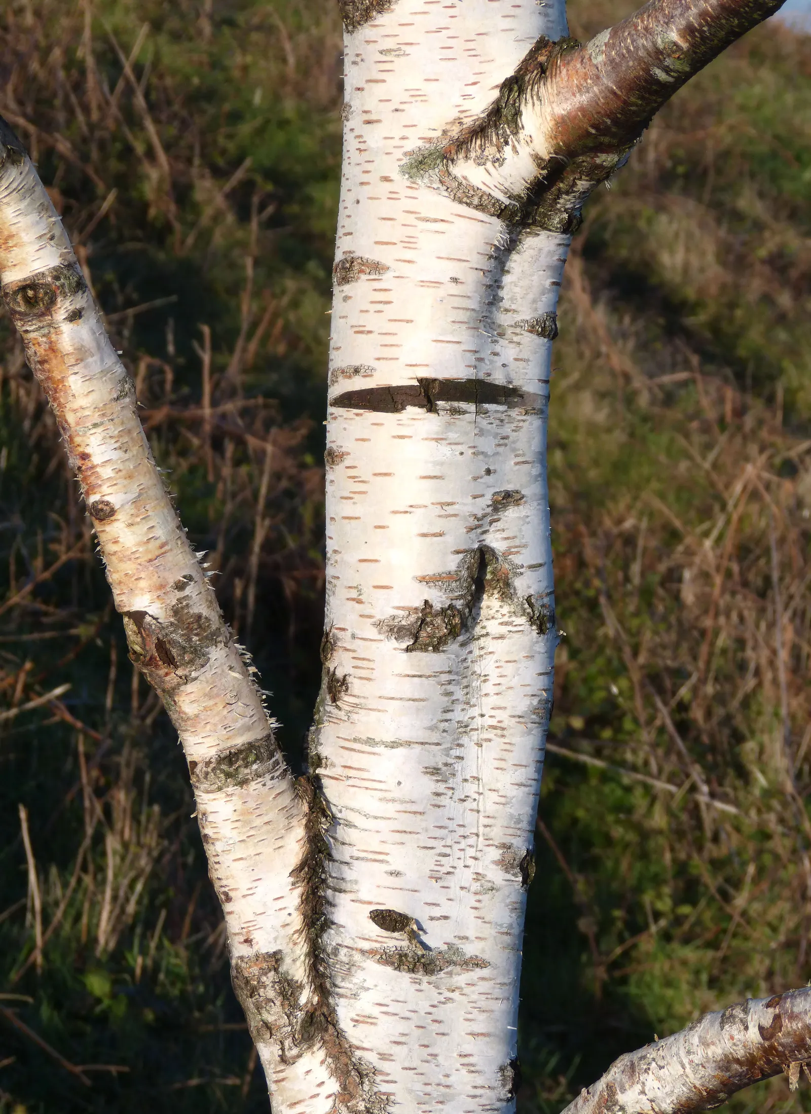 Yellow Birch (Betula Alleghaniensis) — offering a seasonal display that underscores its landscape value