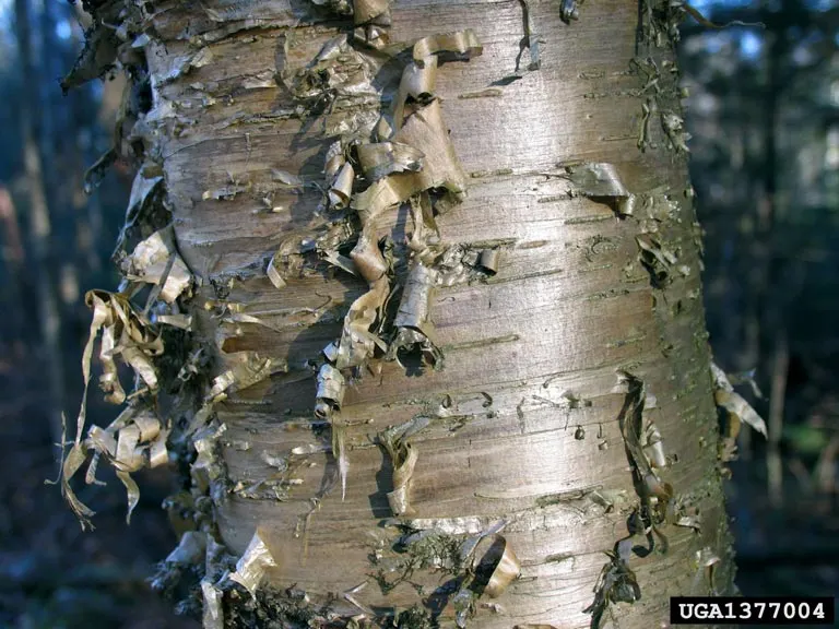 Yellow Birch (Betula Alleghaniensis) — The tree thrives in hardiness zones 3 through 7