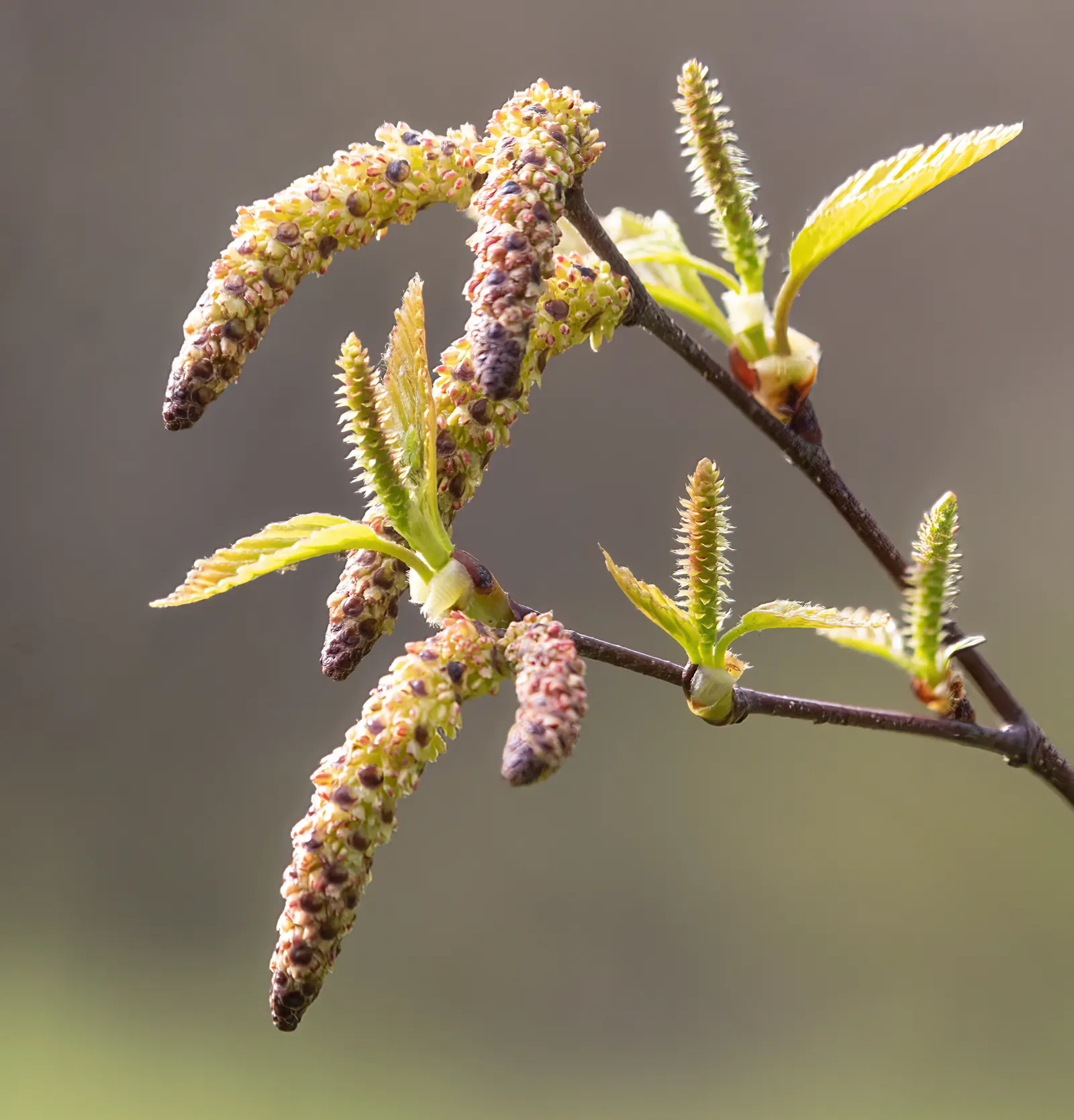 Yellow Birch (Betula Alleghaniensis) — making it a key shade provider and a stately focal point; thriving in zones 3-7, it can grow 60-75 feet tall with a