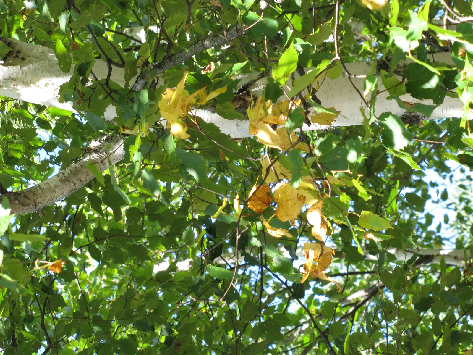 Yellow Birch (Betula Alleghaniensis) — preferring slightly acidic; the tree thrives in hardiness zones 3 through 7