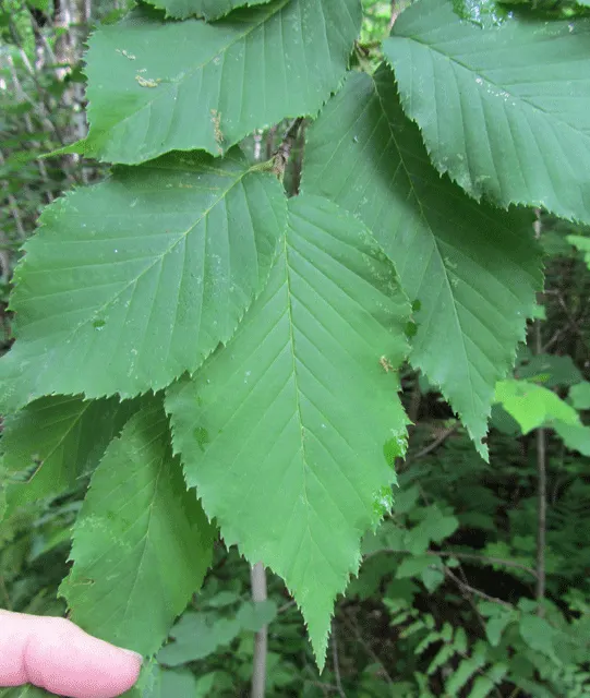 Yellow Birch (Betula Alleghaniensis) — Prefers moist, slightly acidic soils in full sun to partial shade; although it displays commendable adaptability to