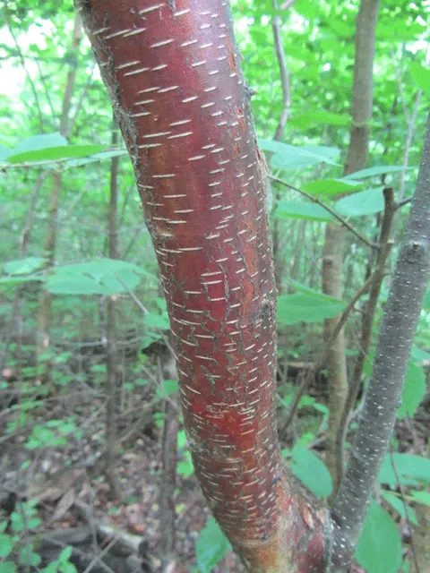 Yellow Birch (Betula Alleghaniensis) — The bark peels off in fine horizontal strips
