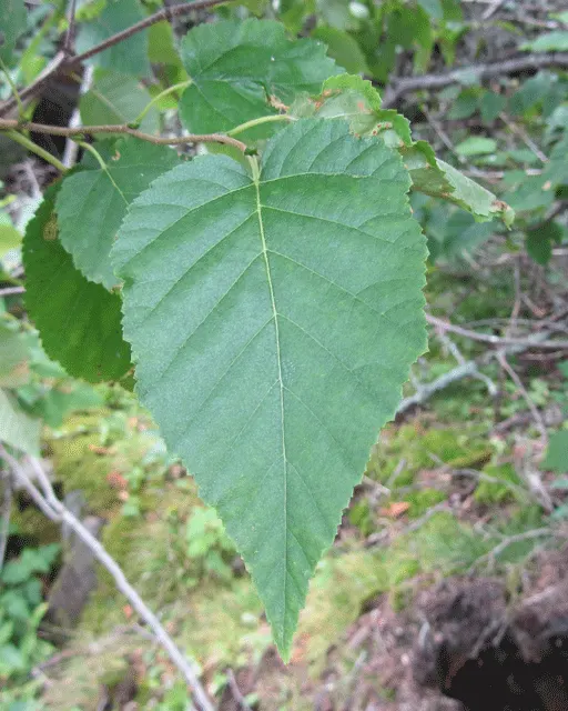 Yellow Birch (Betula Alleghaniensis) — gold flowers in the garden