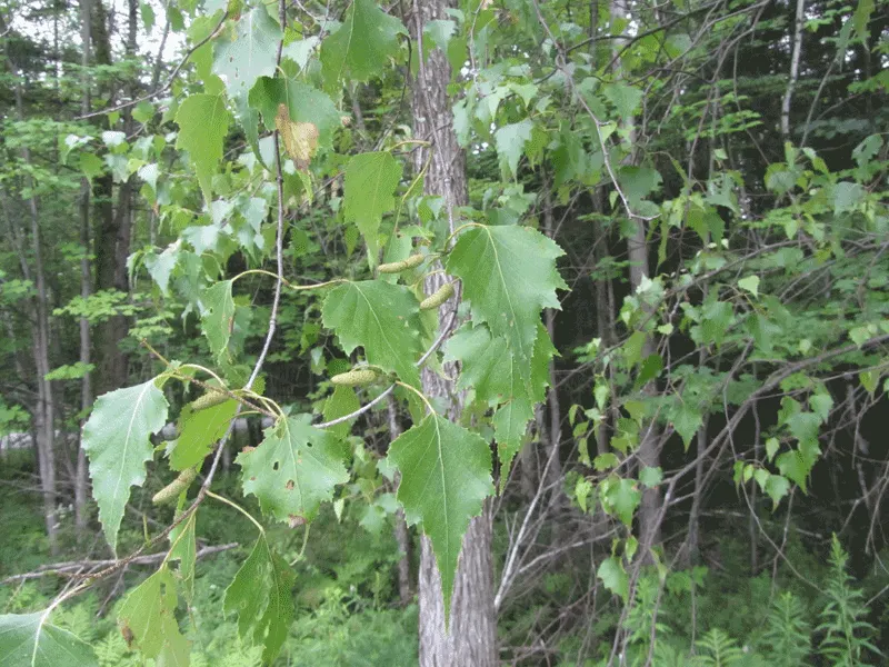 Yellow Birch (Betula Alleghaniensis) — Known for its distinctive; yellow Birch is a source of food and shelter for local fauna; it supports a range, image 57
