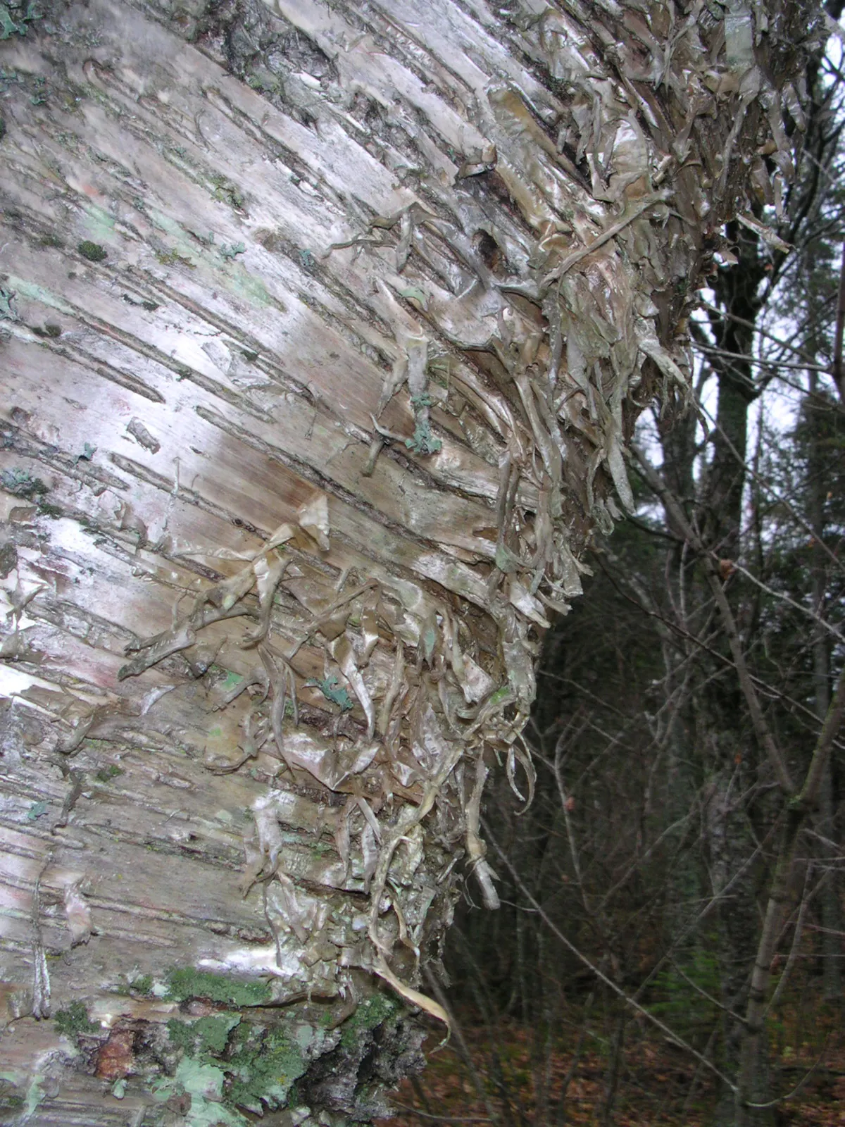 Yellow Birch (Betula Alleghaniensis) — scientifically named Betula alleghaniensis; with a canopy spread of about 40 to 50 feet