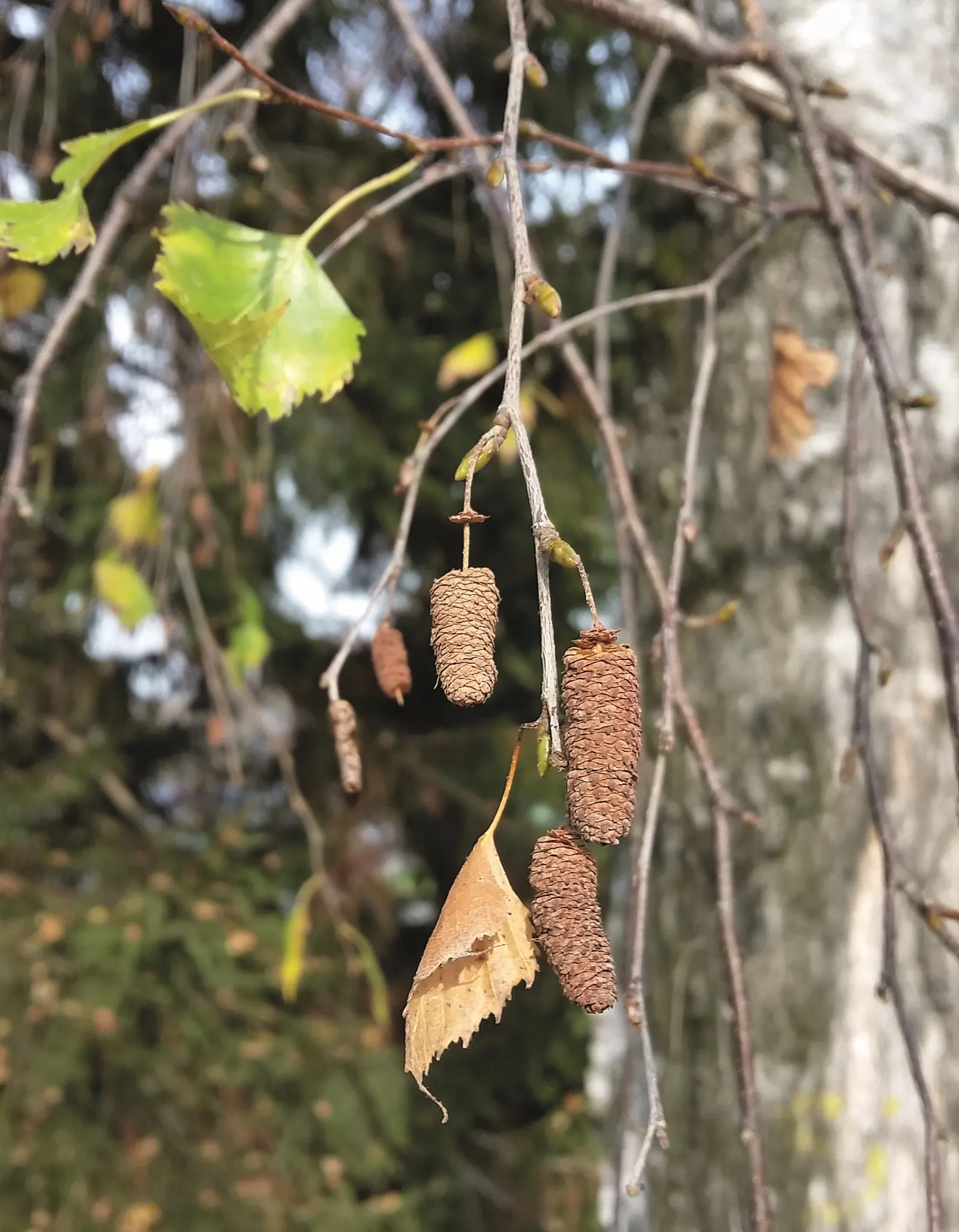 Yellow Birch (Betula Alleghaniensis) — Hardy and long-lived, it‚Äôs an excellent choice for a focal point