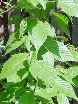 Yellow Birch (Betula Alleghaniensis) — tree with gold blooms; making it a key shade provider and a stately focal point