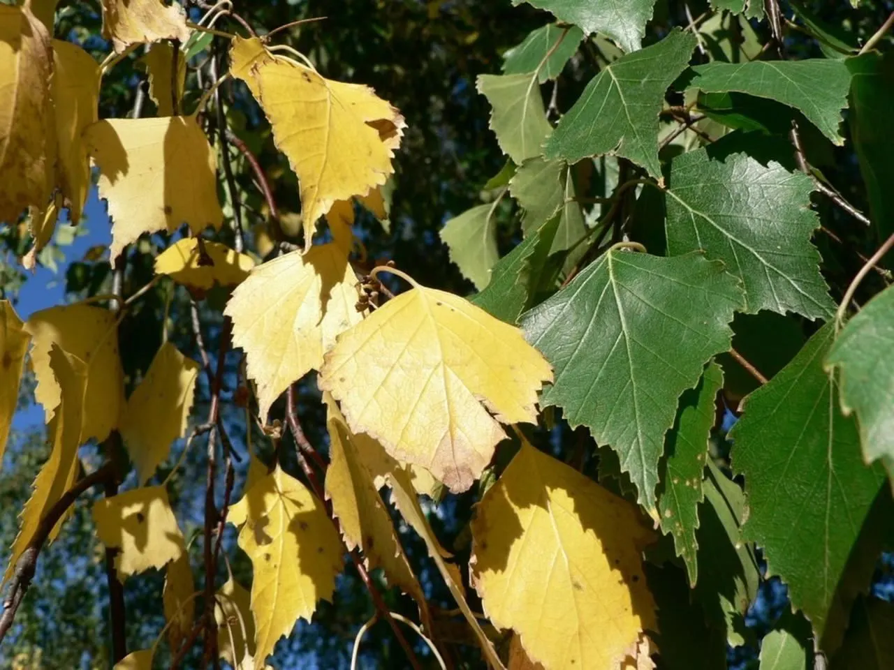 Yellow Birch (Betula Alleghaniensis) — preferring slightly acidic