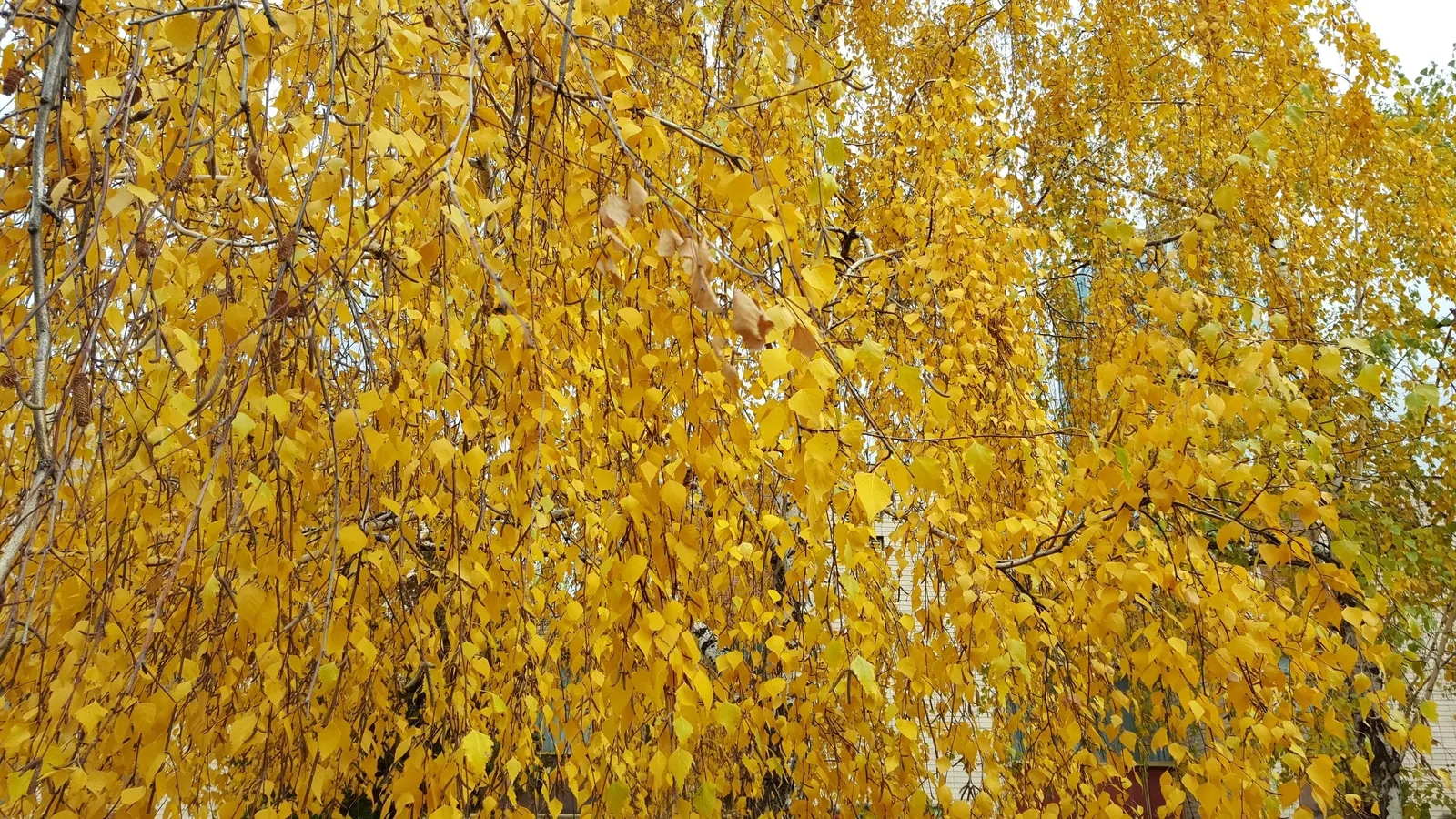 Yellow Birch (Betula Alleghaniensis) — Hardy and long-lived, it‚Äôs an excellent choice for a focal point; known for its distinctive, image 55