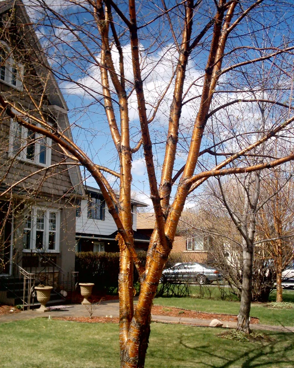 Yellow Birch (Betula Alleghaniensis) — it is relatively slow-growing but long-lived