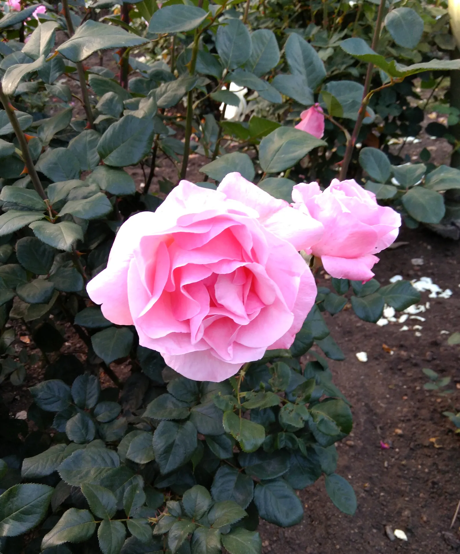 Tree Rose (Rosa Tree Varieties) — Tree Roses, elegant Rosa hybrids, stand tall at 3-4 feet with sturdy grafts elevating floriferous crowns