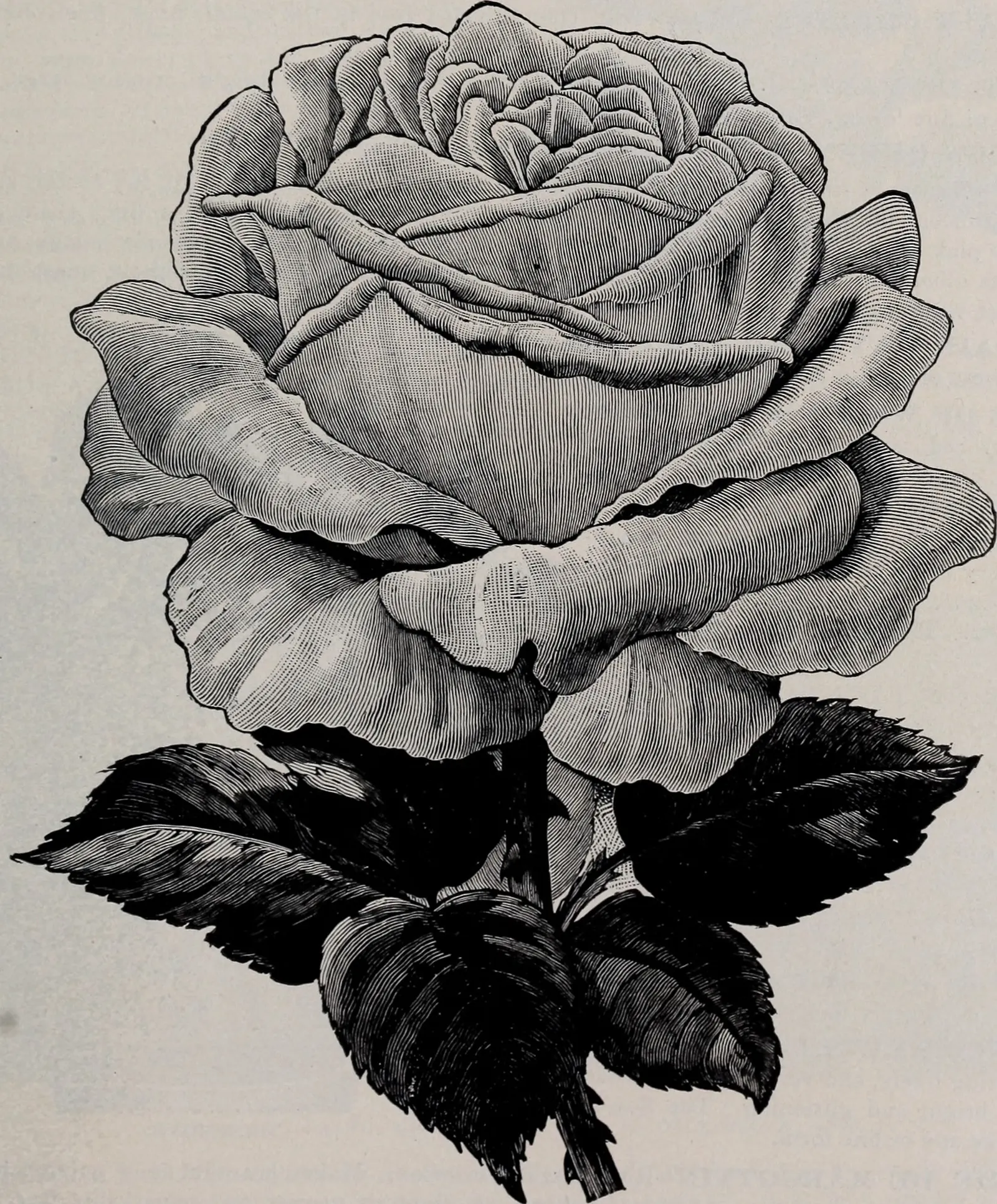 Tree Rose (Rosa Tree Varieties) — also recognized as standard or stem roses