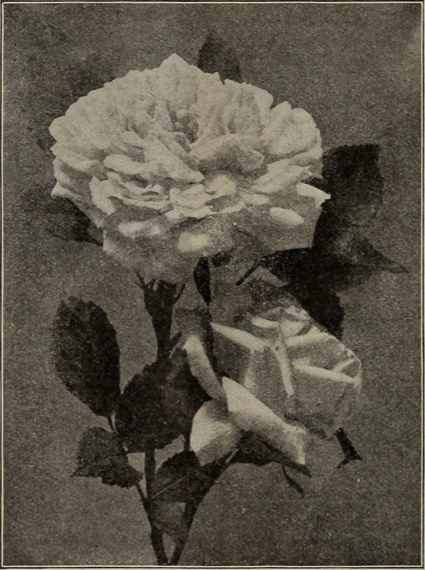 Tree Rose (Rosa Tree Varieties) — Renowned for splendid blooms in various hues, they require full sun with well-drained soil