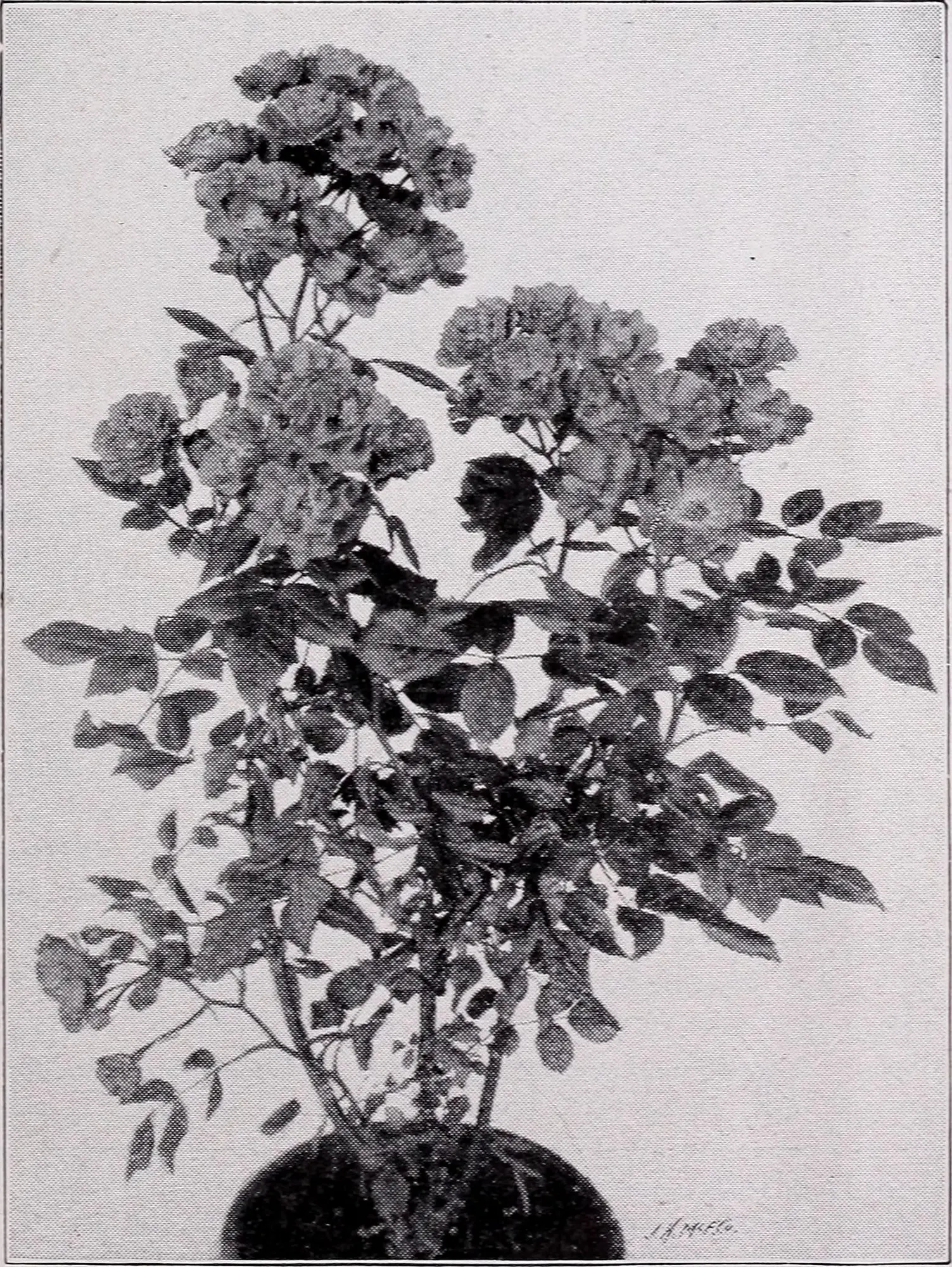 Tree Rose (Rosa Tree Varieties) — Zones 5-9 ensure thriving growth, with blooming from late spring to fall frost