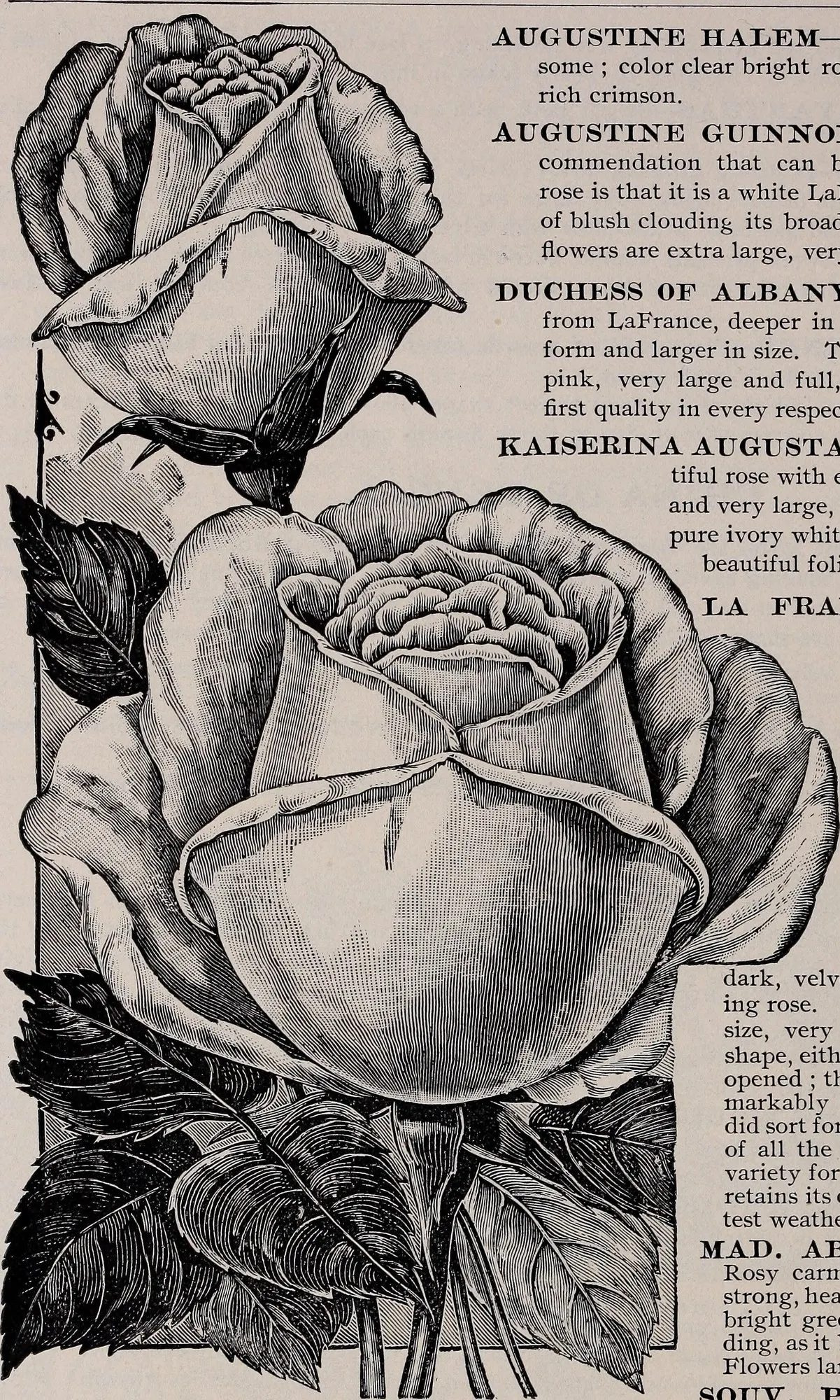 Tree Rose (Rosa Tree Varieties) — Care entails regular pruning, watering, and winter protection