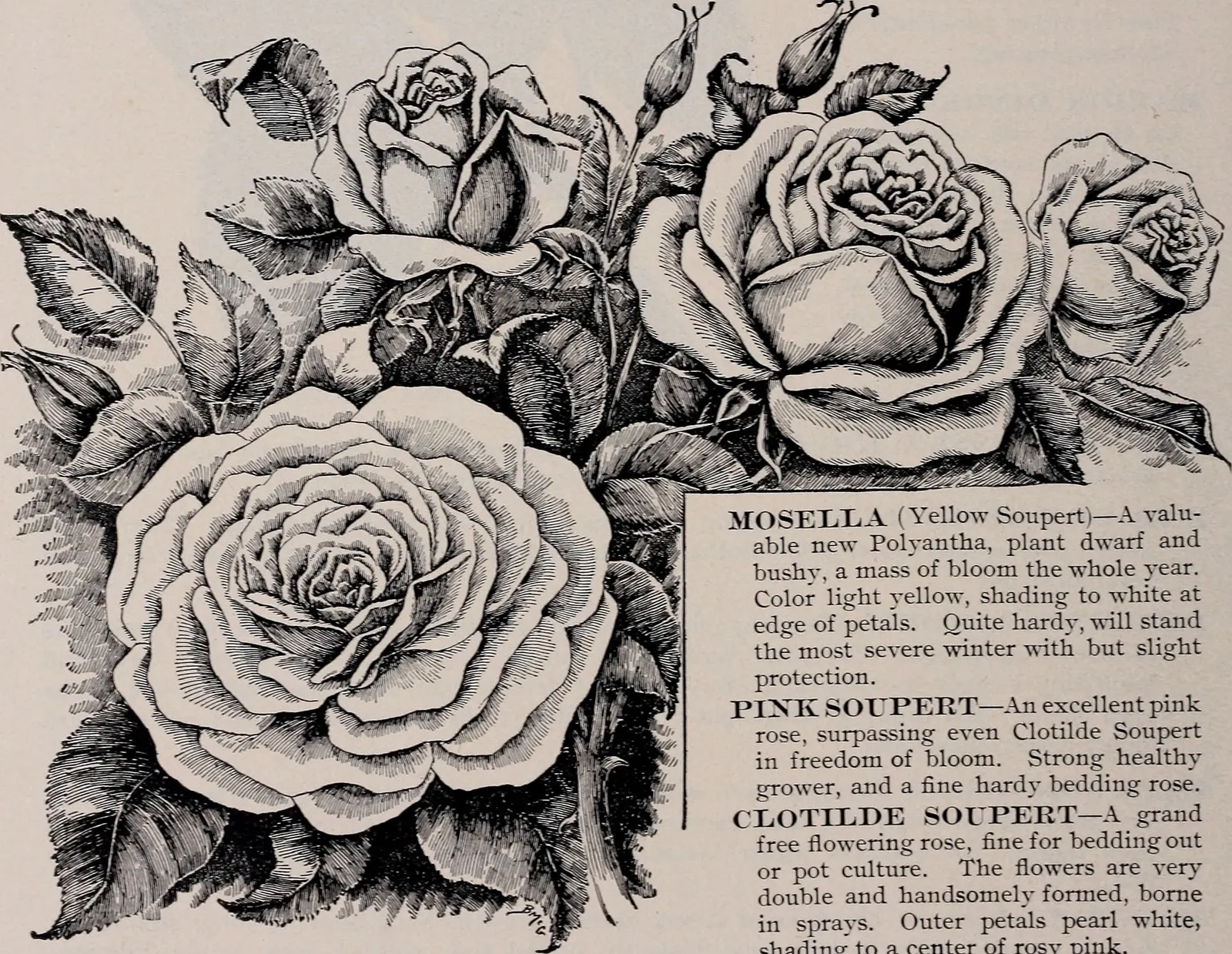 Tree Rose (Rosa Tree Varieties) — here's a description of Tree Roses for your landscape design plans:<br><br>Tree Roses