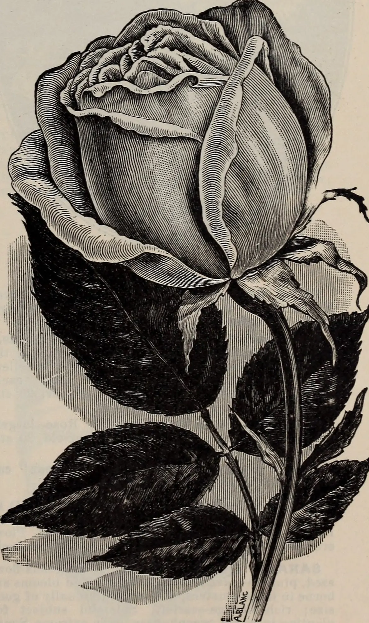 Tree Rose (Rosa Tree Varieties) — are a specialized form of roses that exhibit an elevated