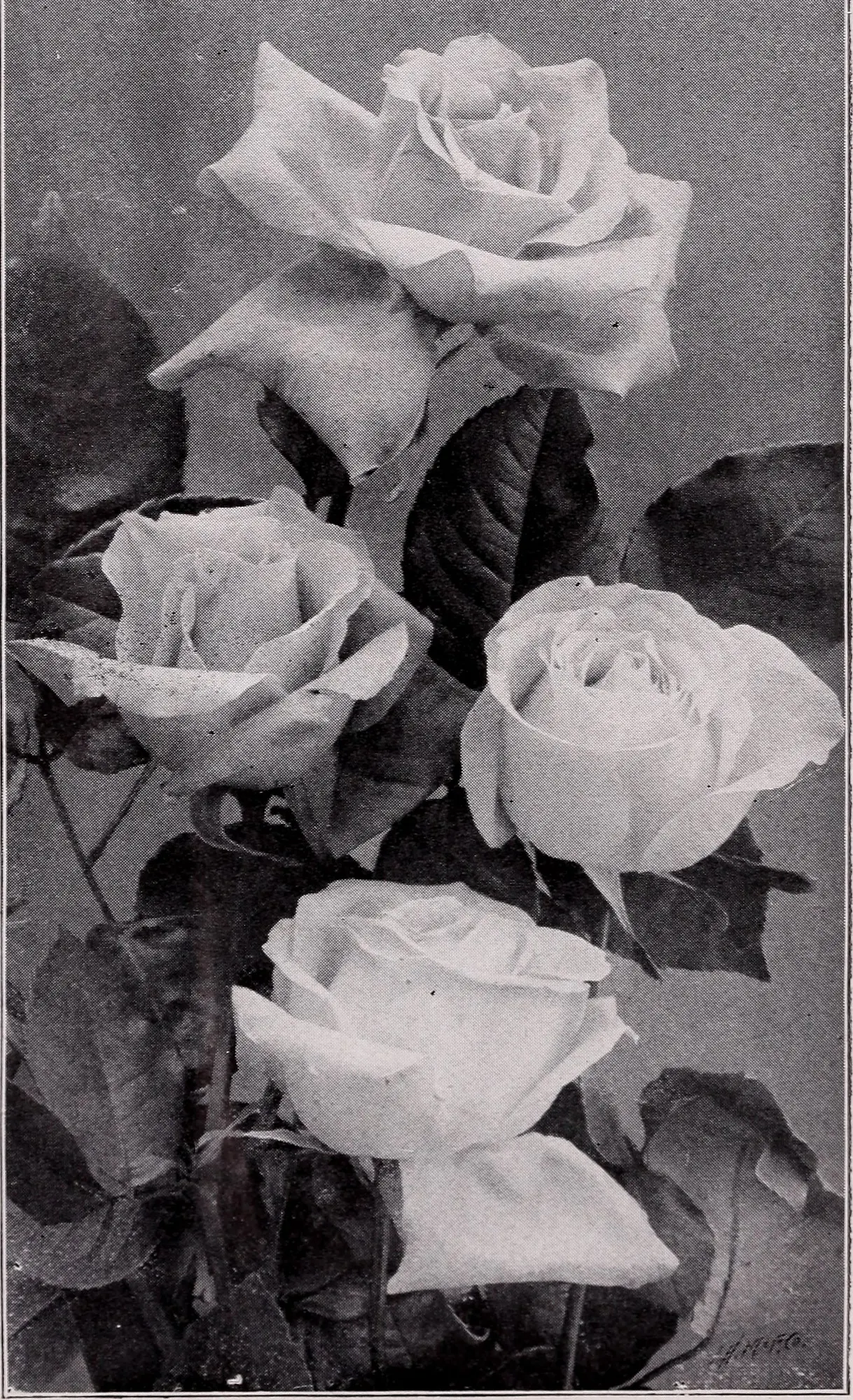 Tree Rose (Rosa Tree Varieties) — Typically, these roses reach a height of 3 to 5 feet, providing an eye-catching vertical element to any garden