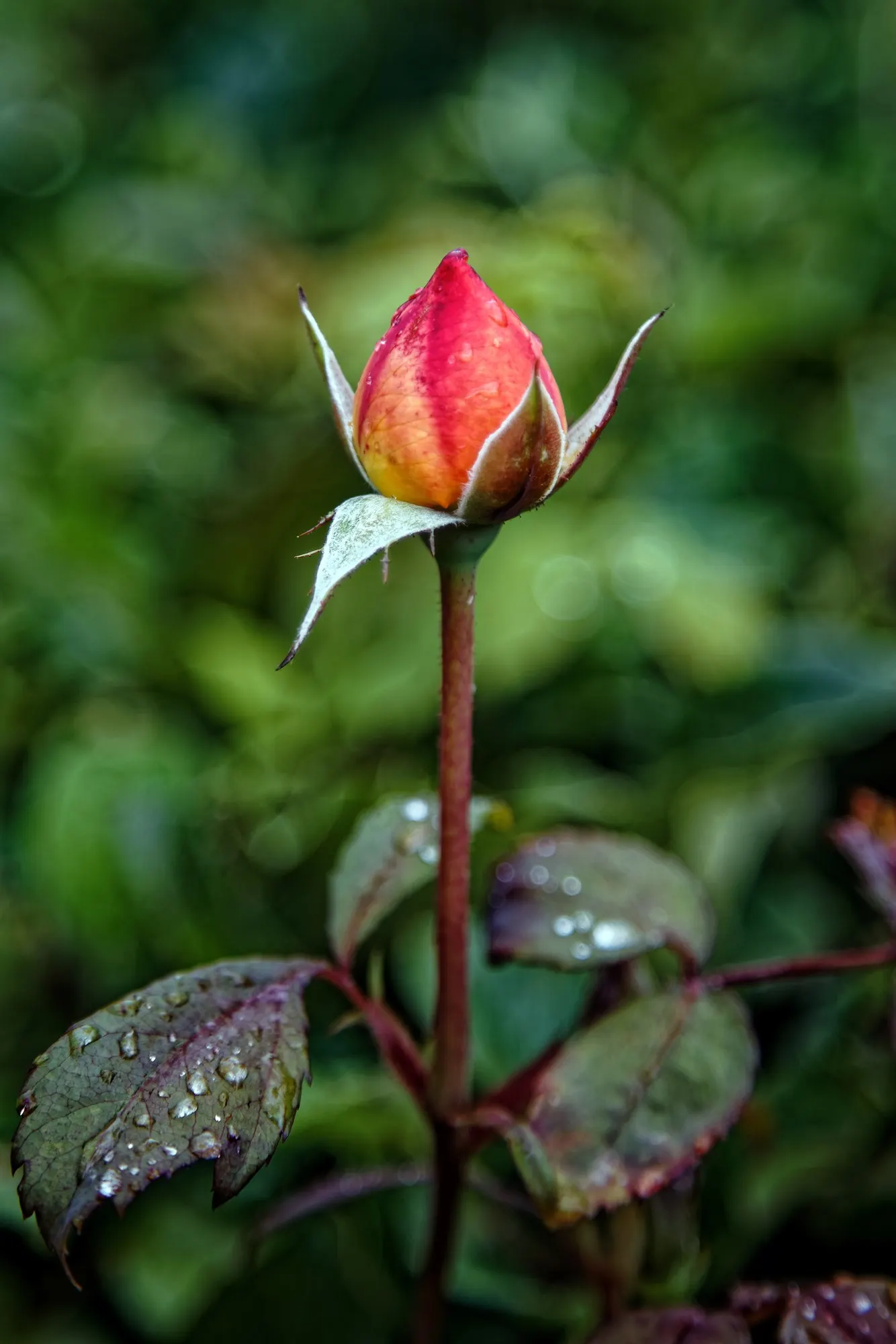 Tree Rose (Rosa Tree Varieties) — Ideal for focal points in formal gardens, these beauties present a lush topiary effect