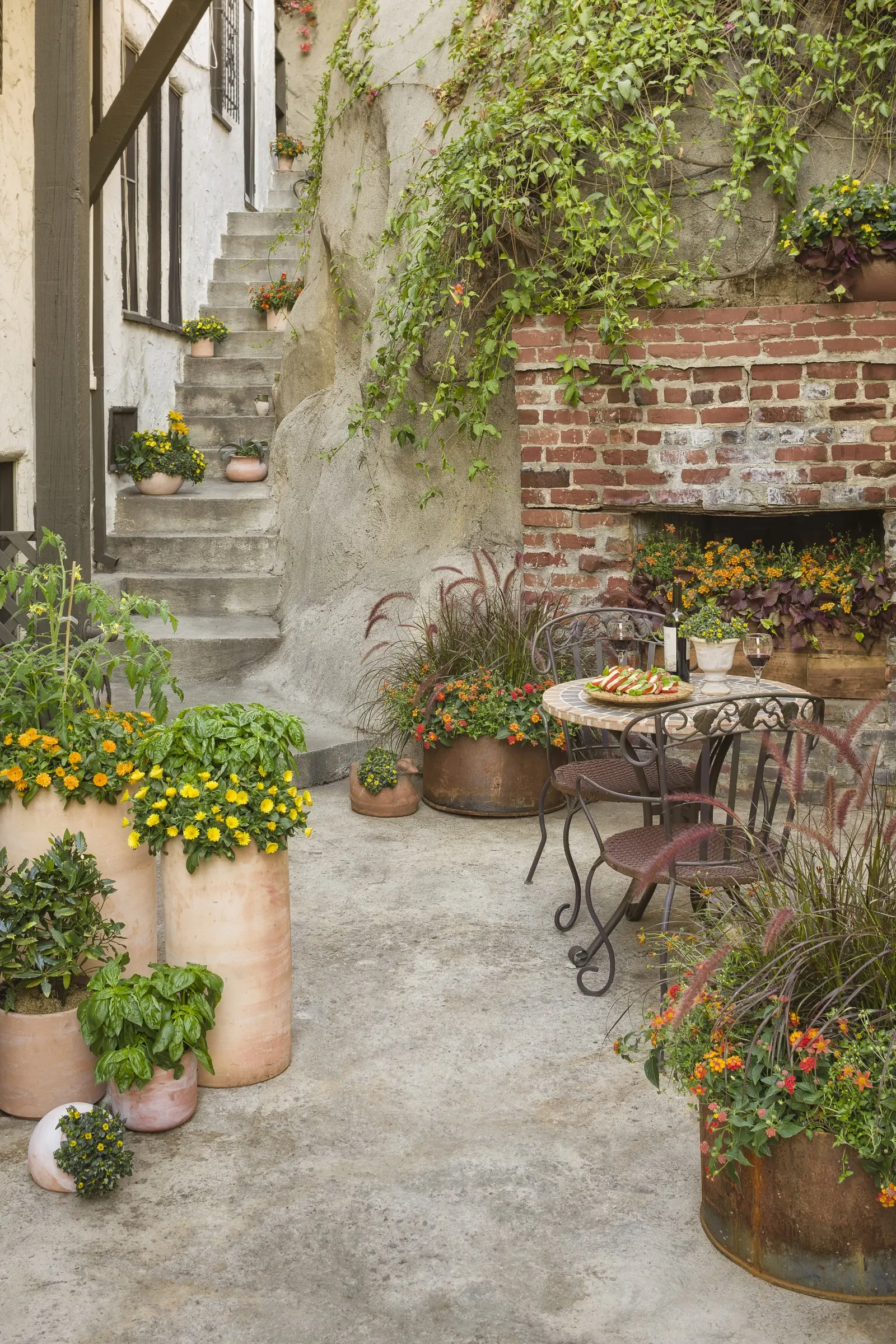 Flame Bidens — it can be lightly trimmed at any time.<br><br>Use Flame Bidens as a radiant filler in mixed containers
