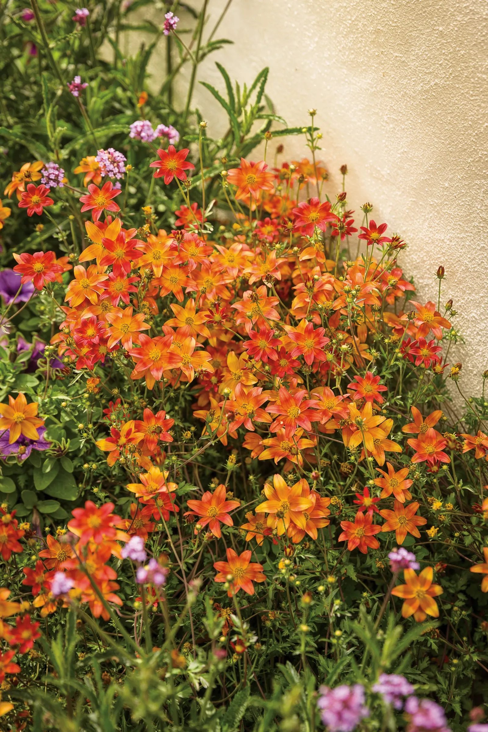 Flame Bidens — making it a strong filler for containers