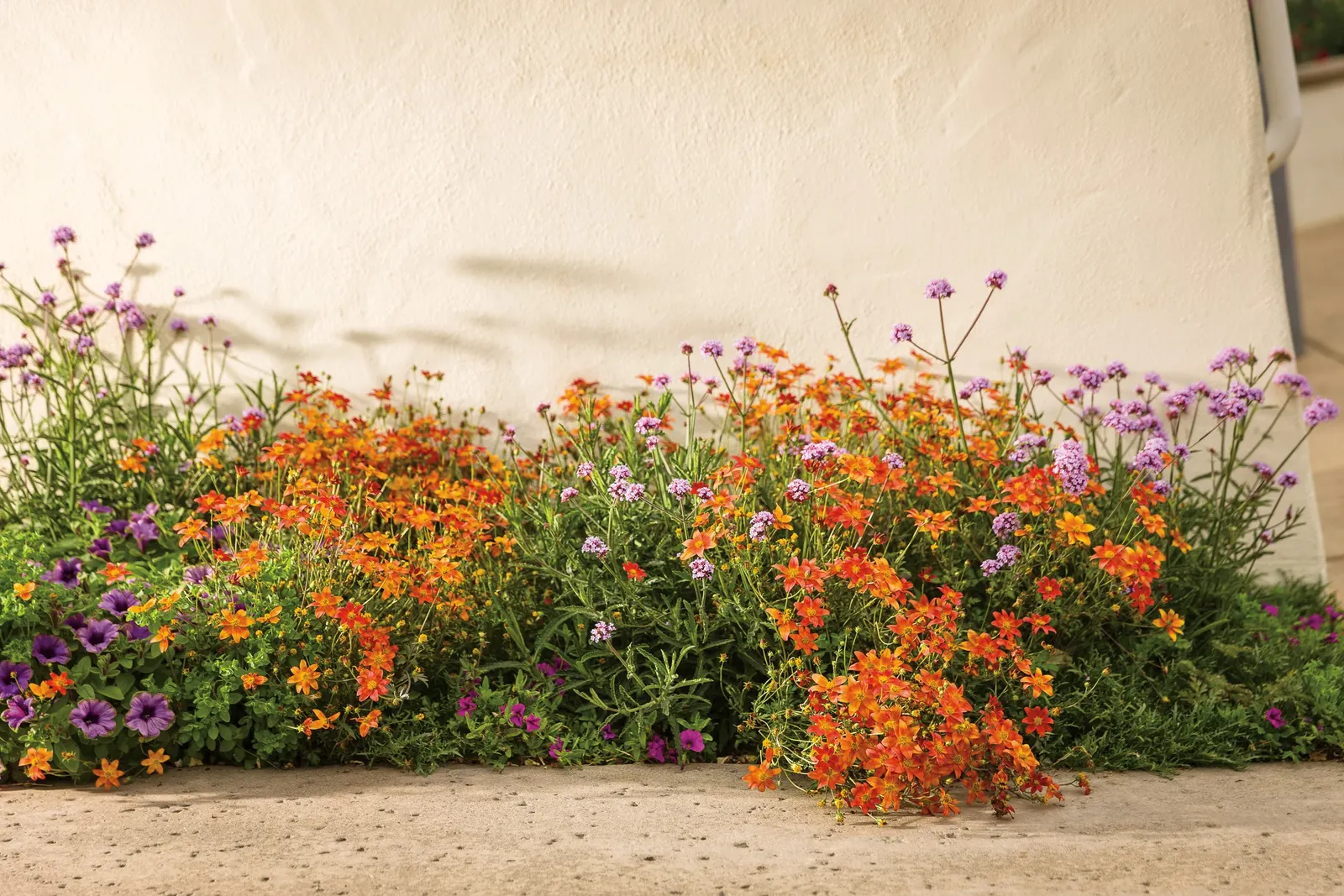 Flame Bidens — Plant in full sun with average, well-drained soil and moderate water; it is low maintenance and self-cleaning