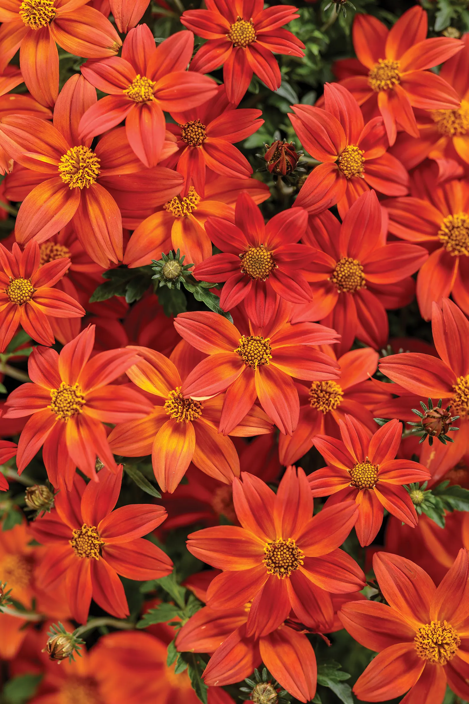 Flame Bidens — In beds and borders, it creates a dense splash of color along edges, pathways, and sunny foregrounds