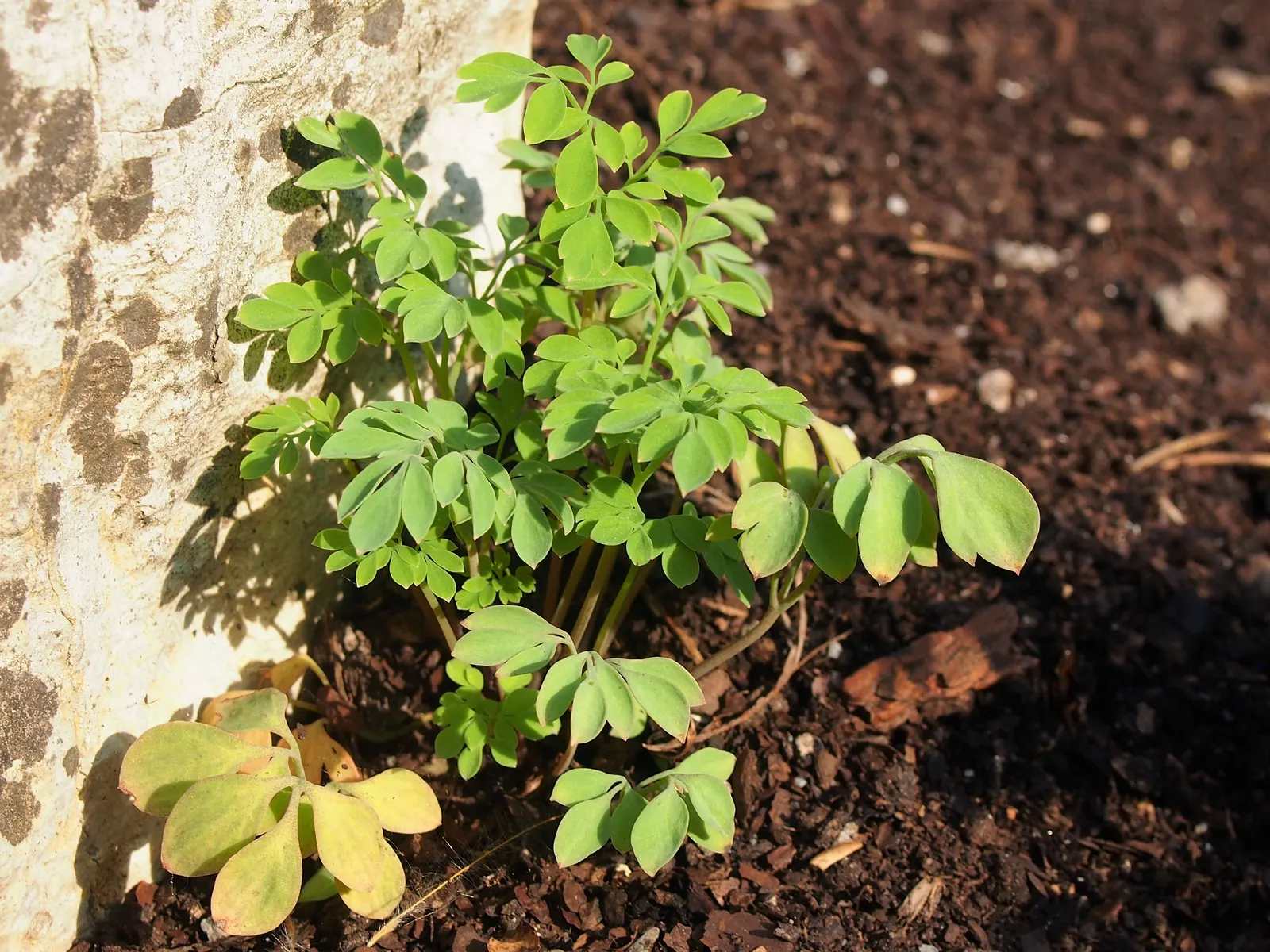 Yellow Corydalis (Corydalis Lutea) — Yellow Corydalis graces the landscape with a profusion of cheerful yellow, image 58