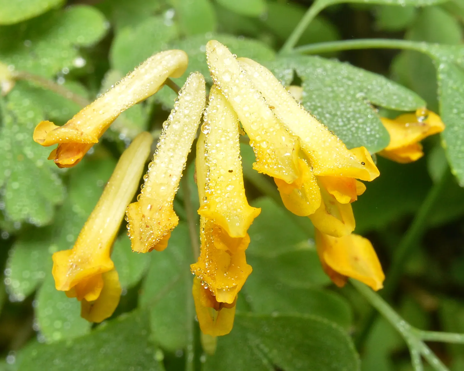 Yellow Corydalis (Corydalis Lutea) — making it an excellent choice for borders; yellow flowers in the garden