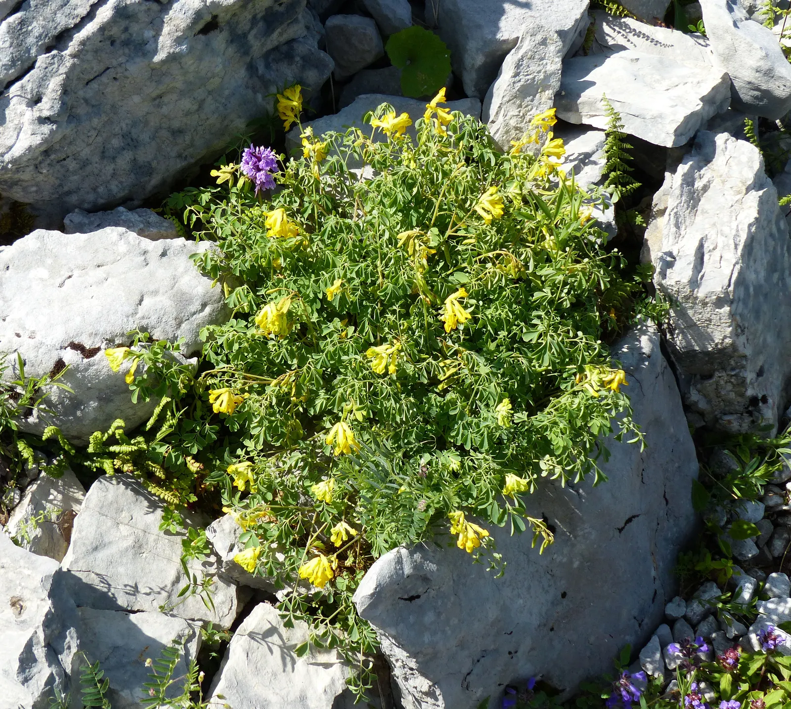 Yellow Corydalis (Corydalis Lutea) — Ideal for rock gardens and woodland settings; consider its ability to naturalize and provide a pop of color, image 72
